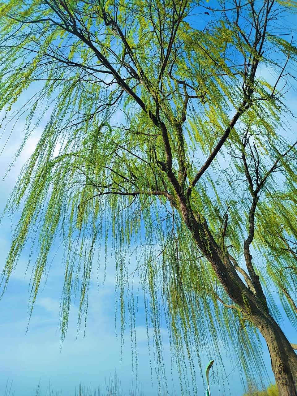 那鲜嫩的绿色叶子在阳光下闪耀,似乎在诉说着春天的故事.
