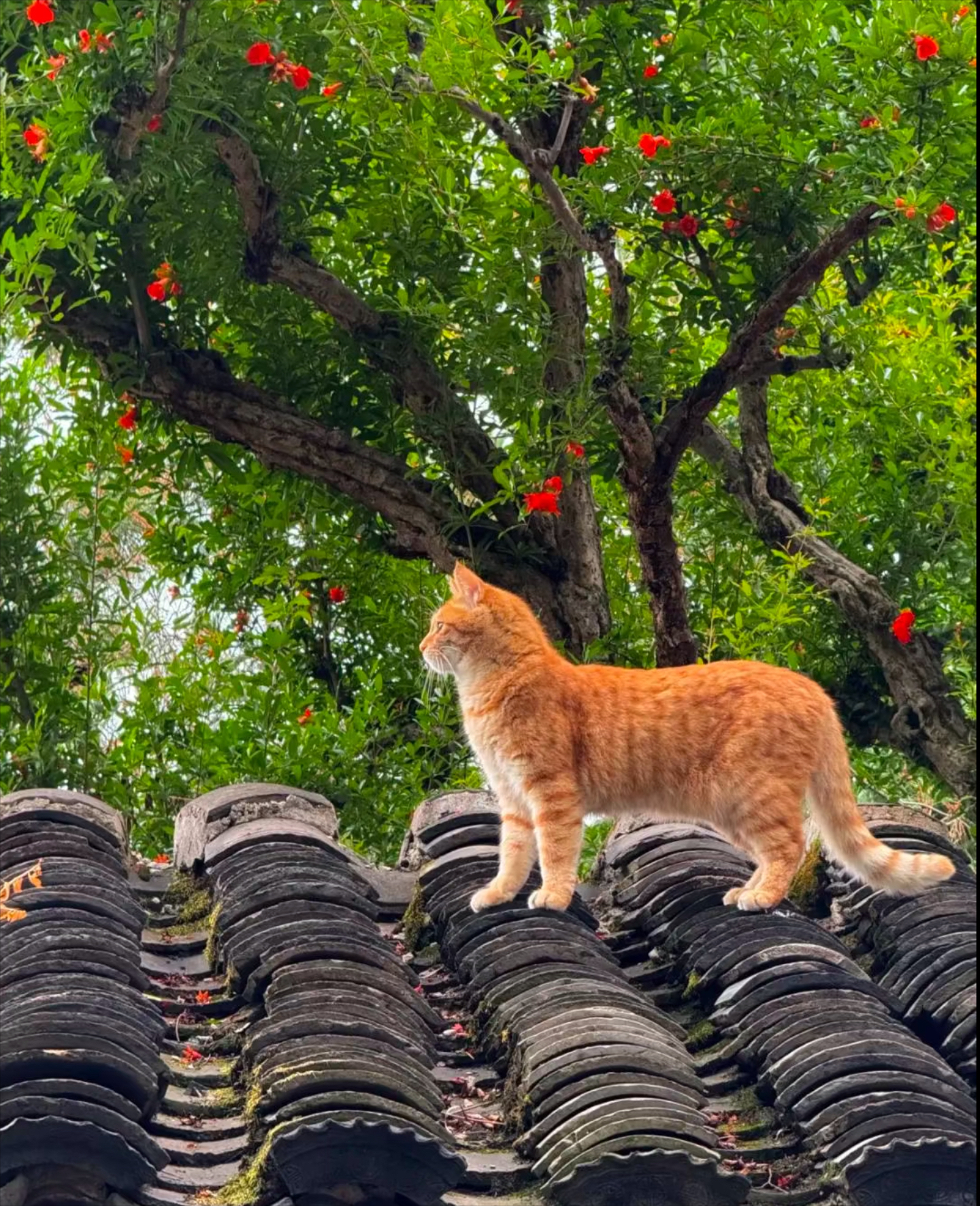 屋顶上的猫图片背影图片