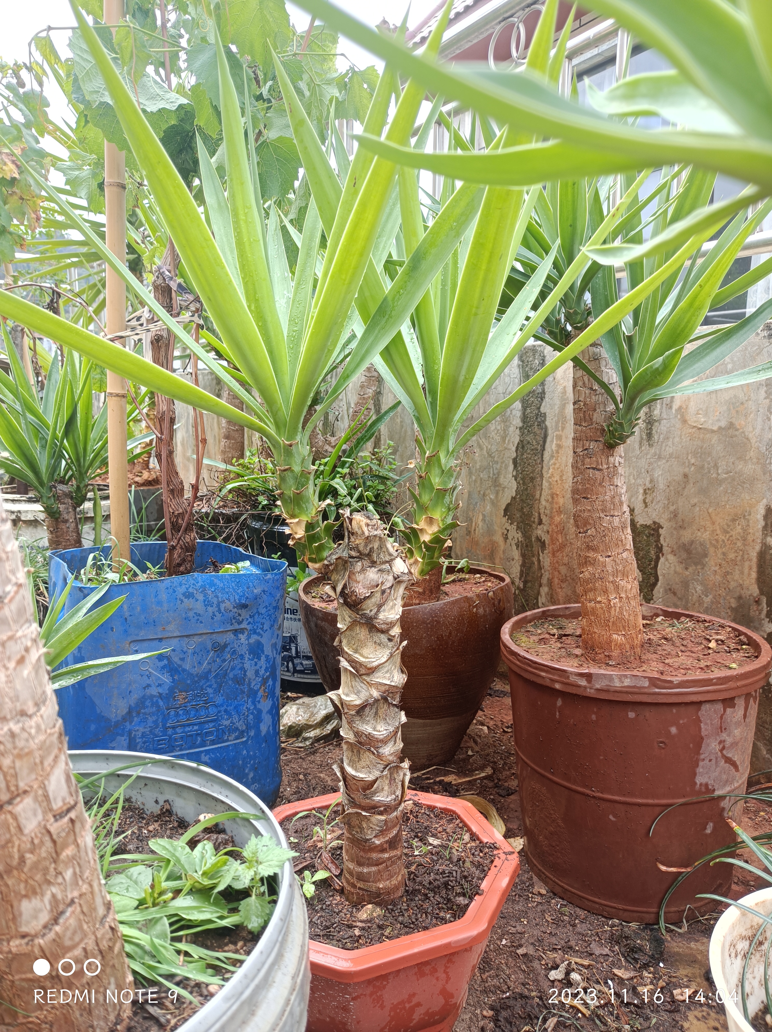 出售荷兰铁#养花种菜小分队