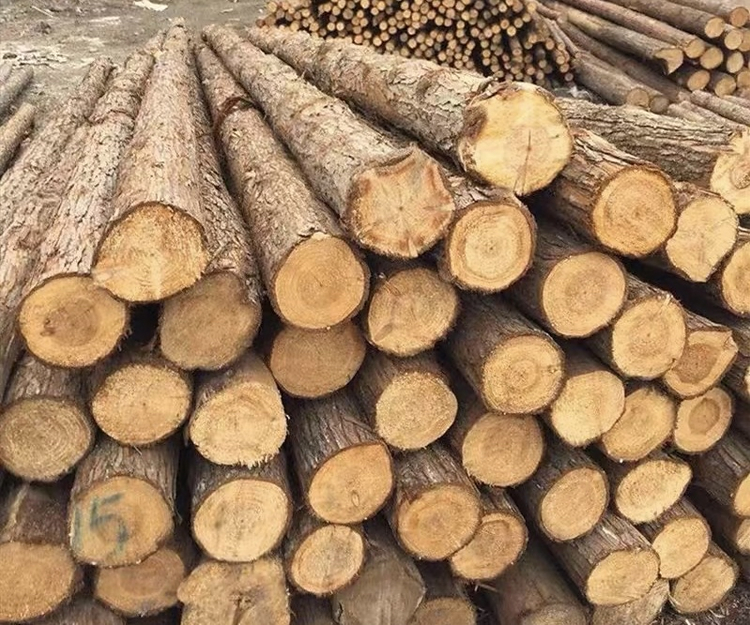 马尾松(masson pine): - 密度范围:约为0.4-0.6克/立方厘米.