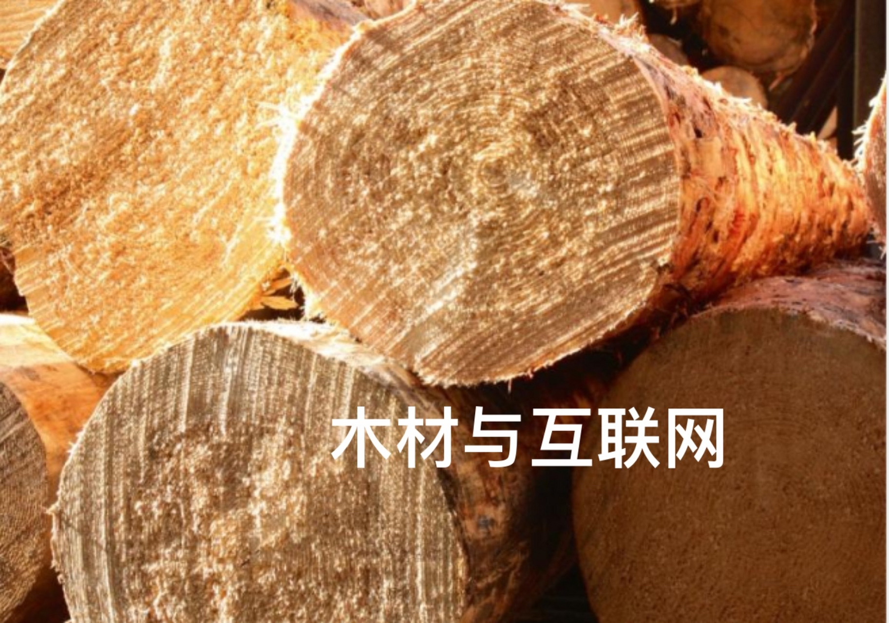 新西兰辐射松介绍  新西兰辐射松(radiata pine)是一种在新西兰广泛