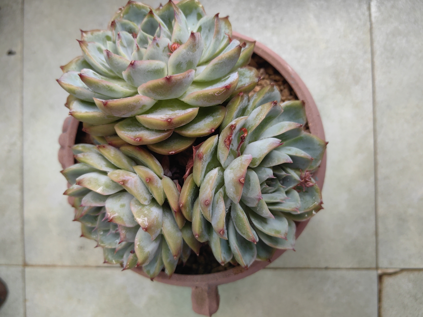 拍拍我家的美肉肉们,它们分别是侧影,拉霍亚爪缀化,全明星石化,红玫瑰