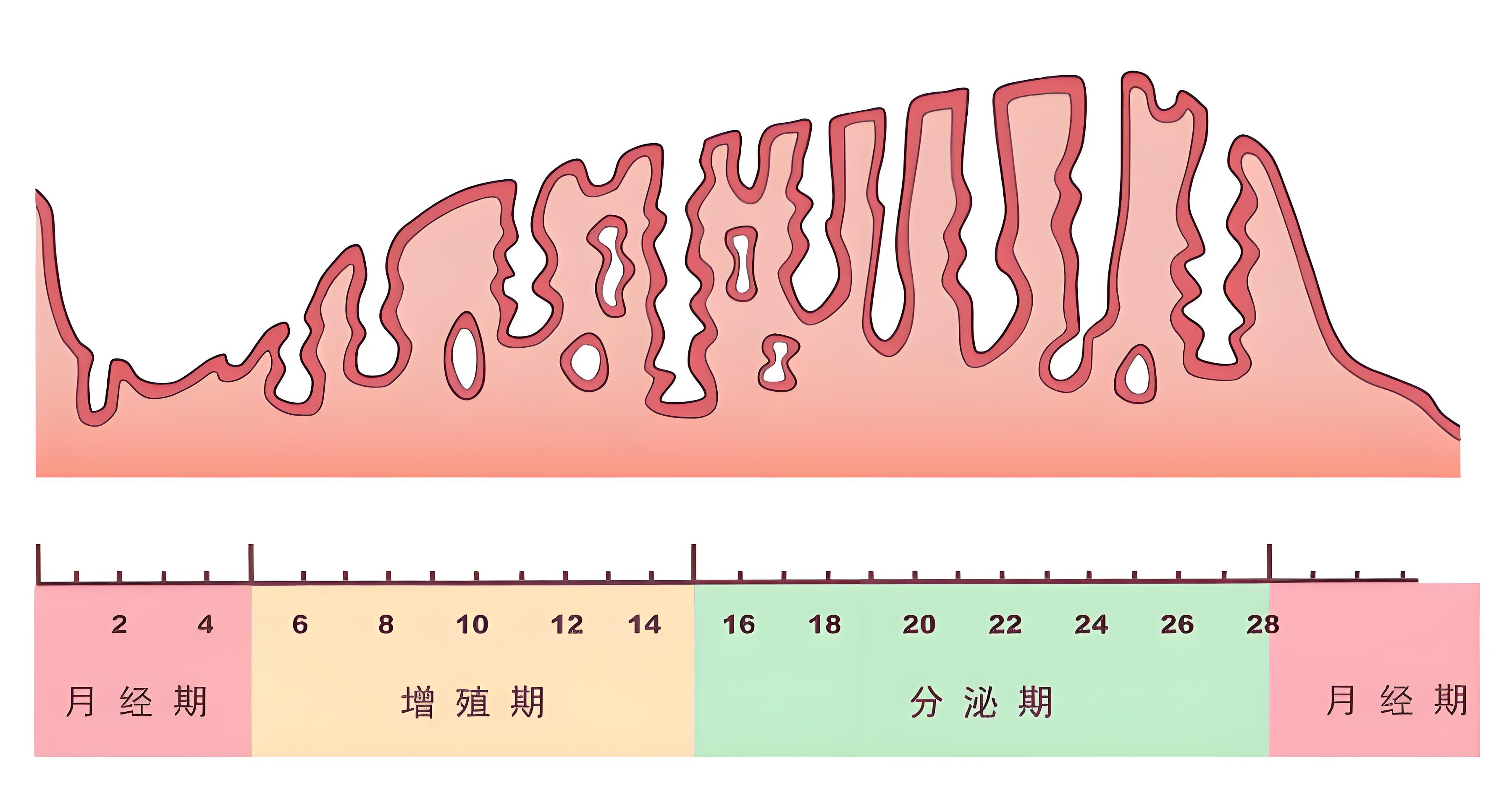 宝宝灯塔 子宫内膜厚度对怀孕有影响吗?