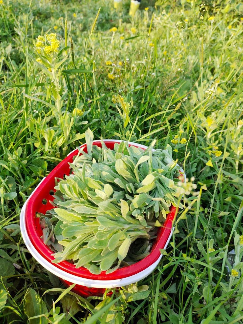 小时候,这个季节的麦地里到处长满了面条菜(我们老家都称之为王不留)