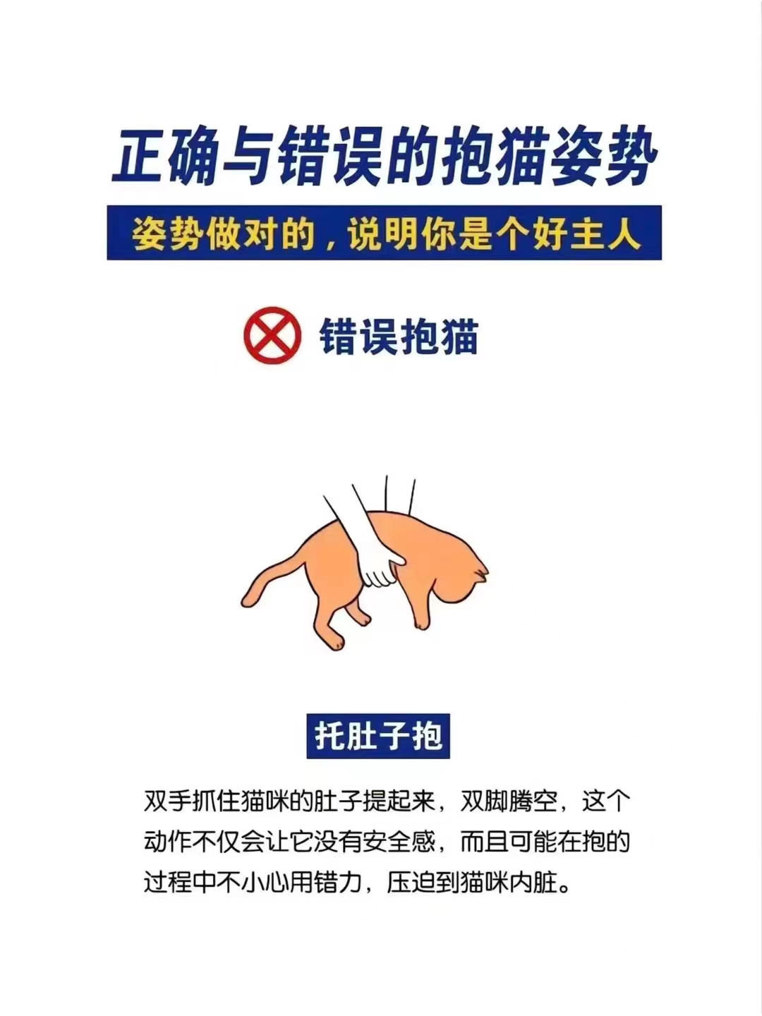 家里的小猫咪 不让抱抱93  那很有可能 是你用错方式抱猫啦6015