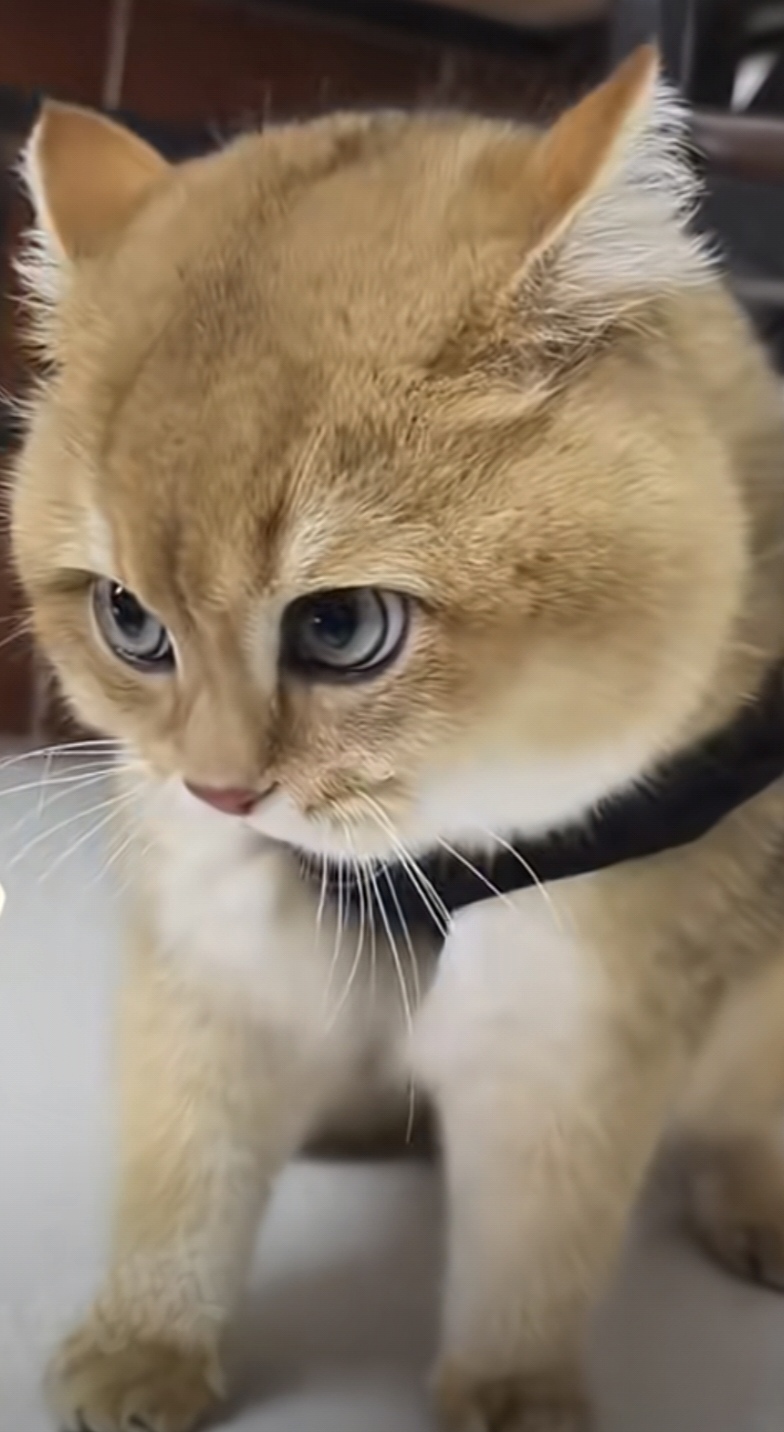 猫咪心想:"我都这么