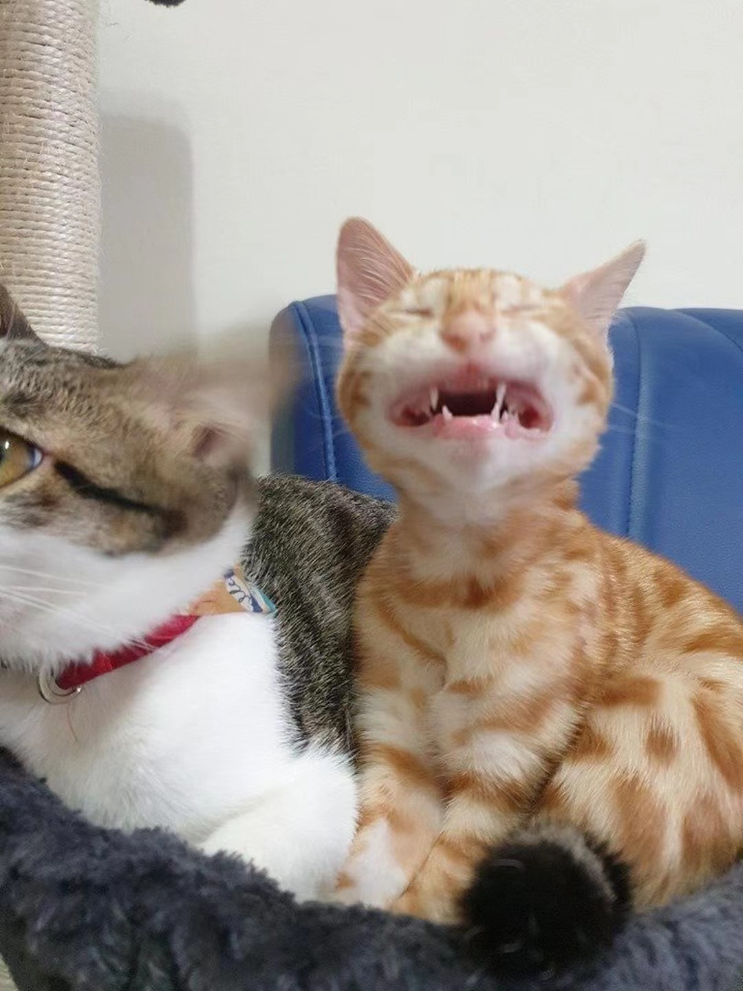 瞅瞅这橘猫那快要大哭的模样,这得是遭了多大的罪,受了多大的憋屈,真