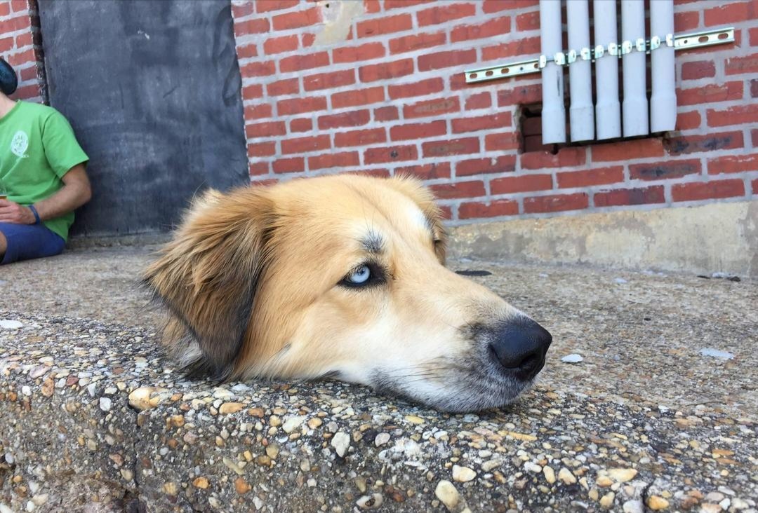 一只狗狗把脑袋从水泥的缝隙中伸了出来,这一幕恰好被路过的人瞧见