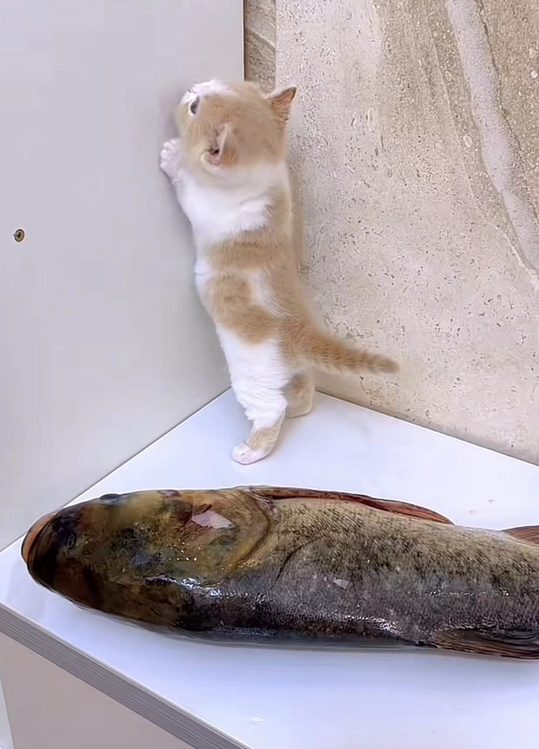 大家都说猫咪喜欢吃鱼.给自家的小猫咪买了一条大的鱼.