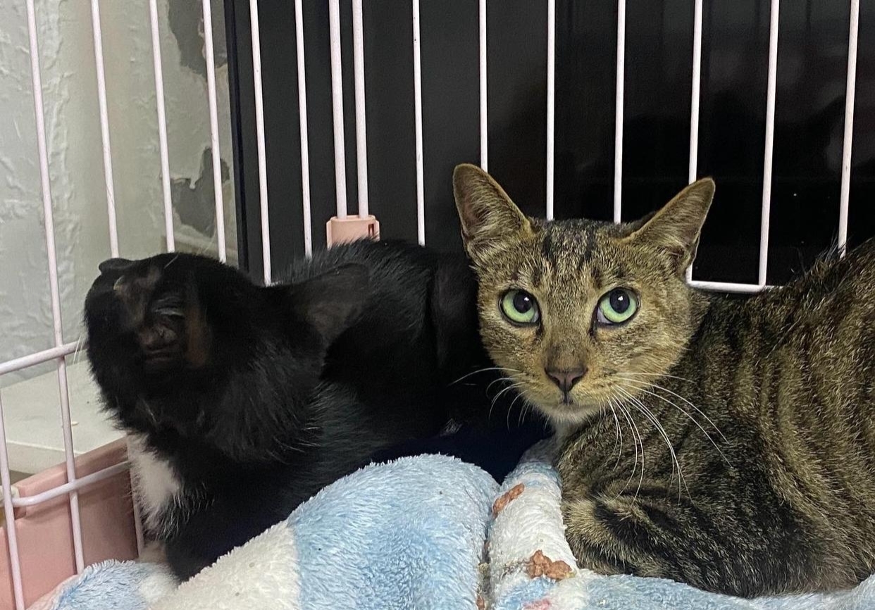 为什么大猫喜欢舔小猫 为什么大猫喜欢舔小猫