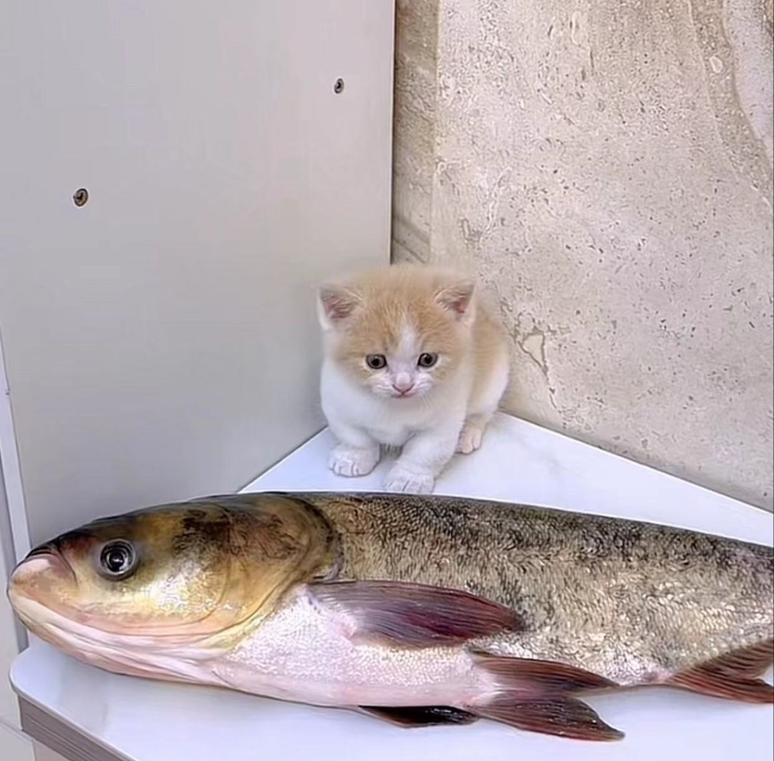 开始小猫咪面对这条大鱼还有点害怕的样子,只是轻轻舔了两下,没想到这