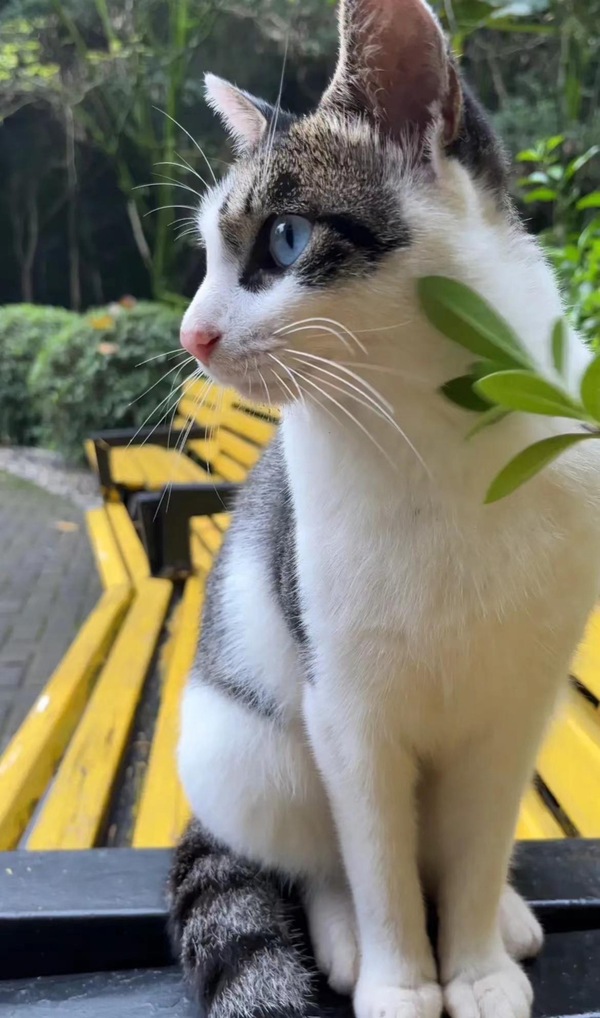 好美的异瞳简州猫啊!