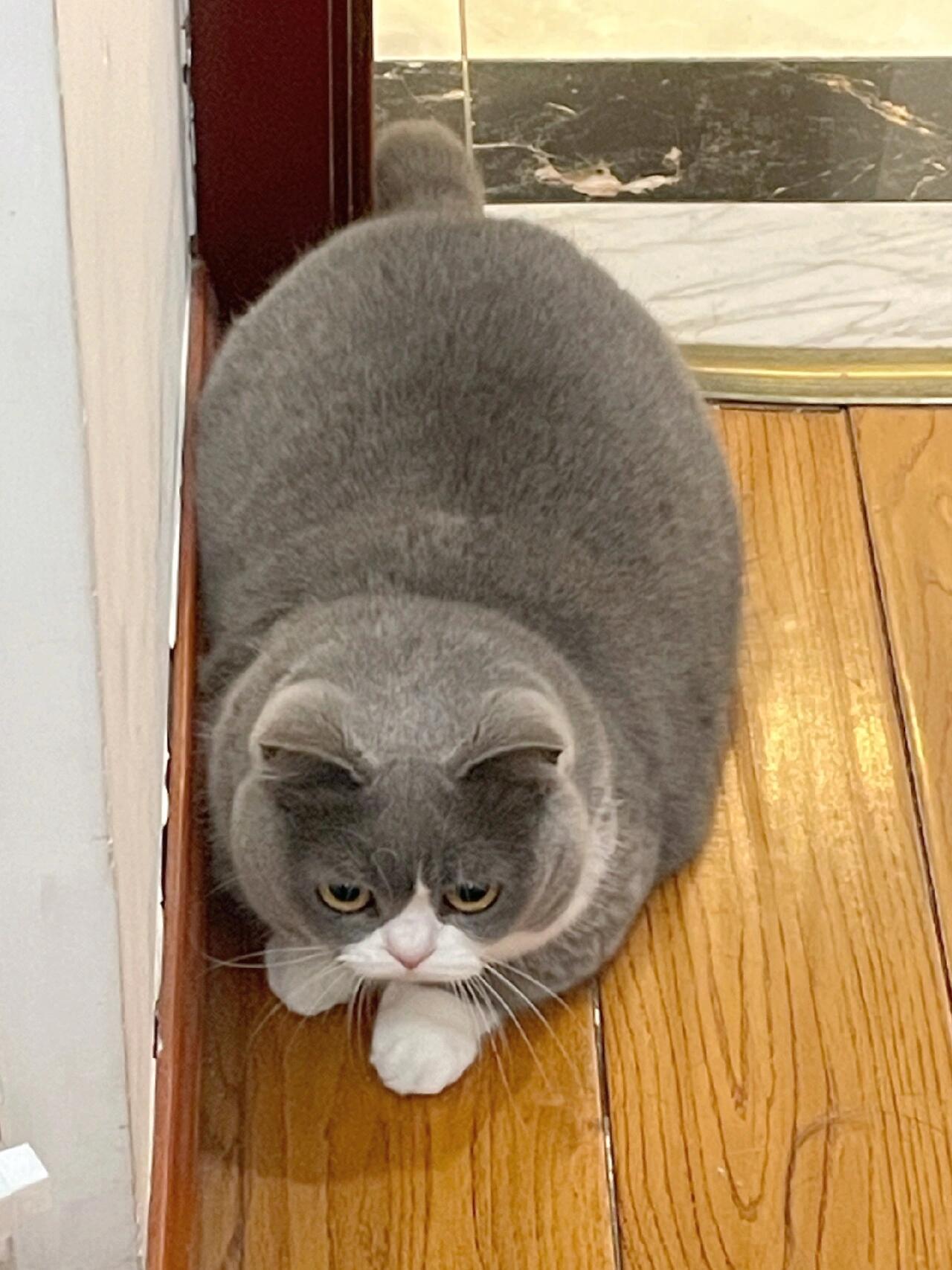 每次看着猫咪吃奶奶做的美食,我都忍不住笑出声.