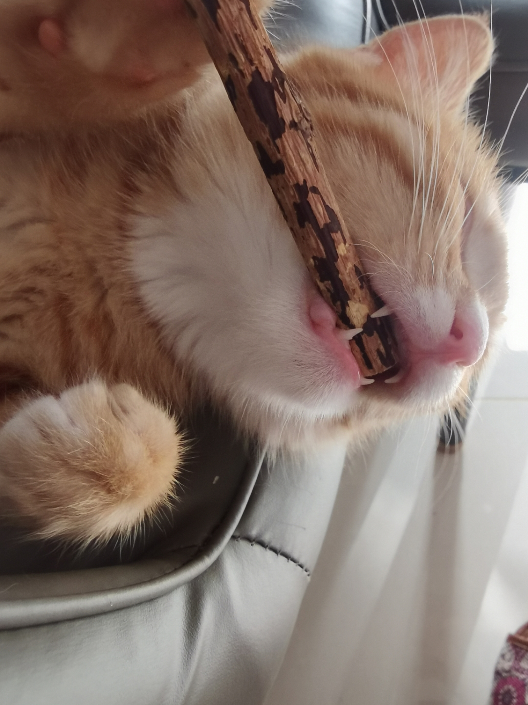 谁能帮我看看我捡了一个月的小猫它有多大了?