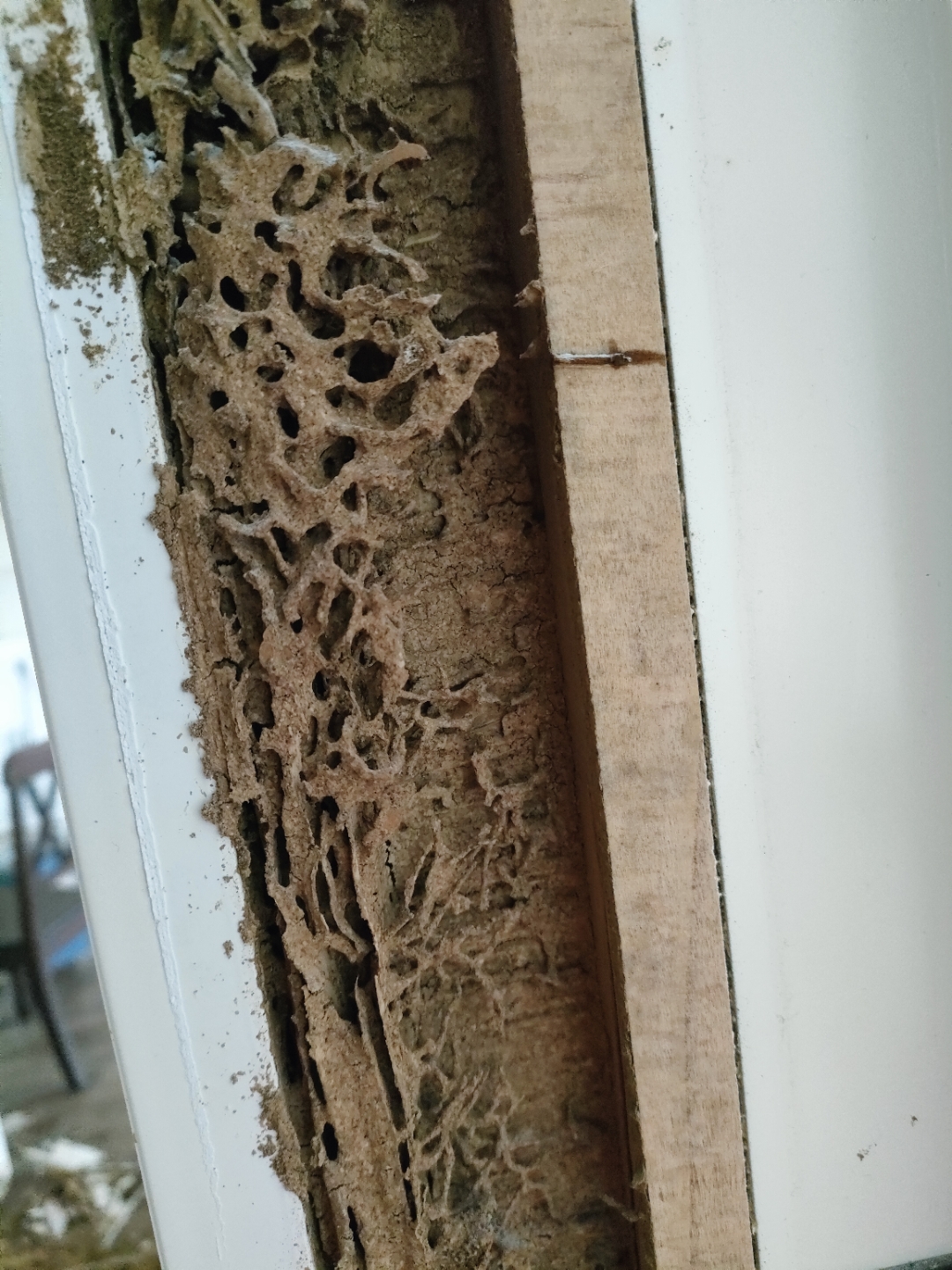 深圳光明新区假日府邸小区某单元,张小姐家严重的被白蚁啃坏了门框