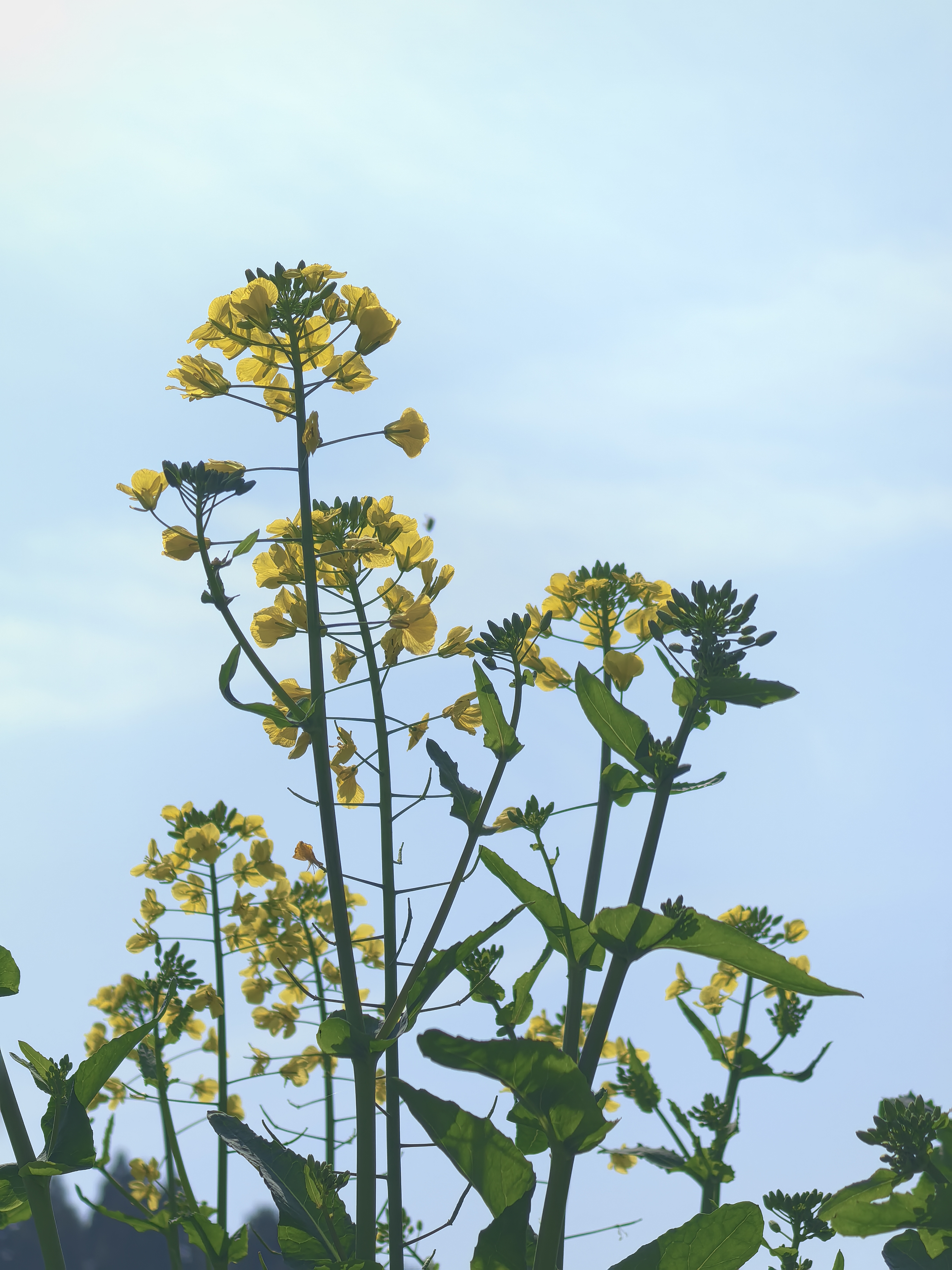 蓝天作幕韵悠长,油菜花开绽嫩黄
