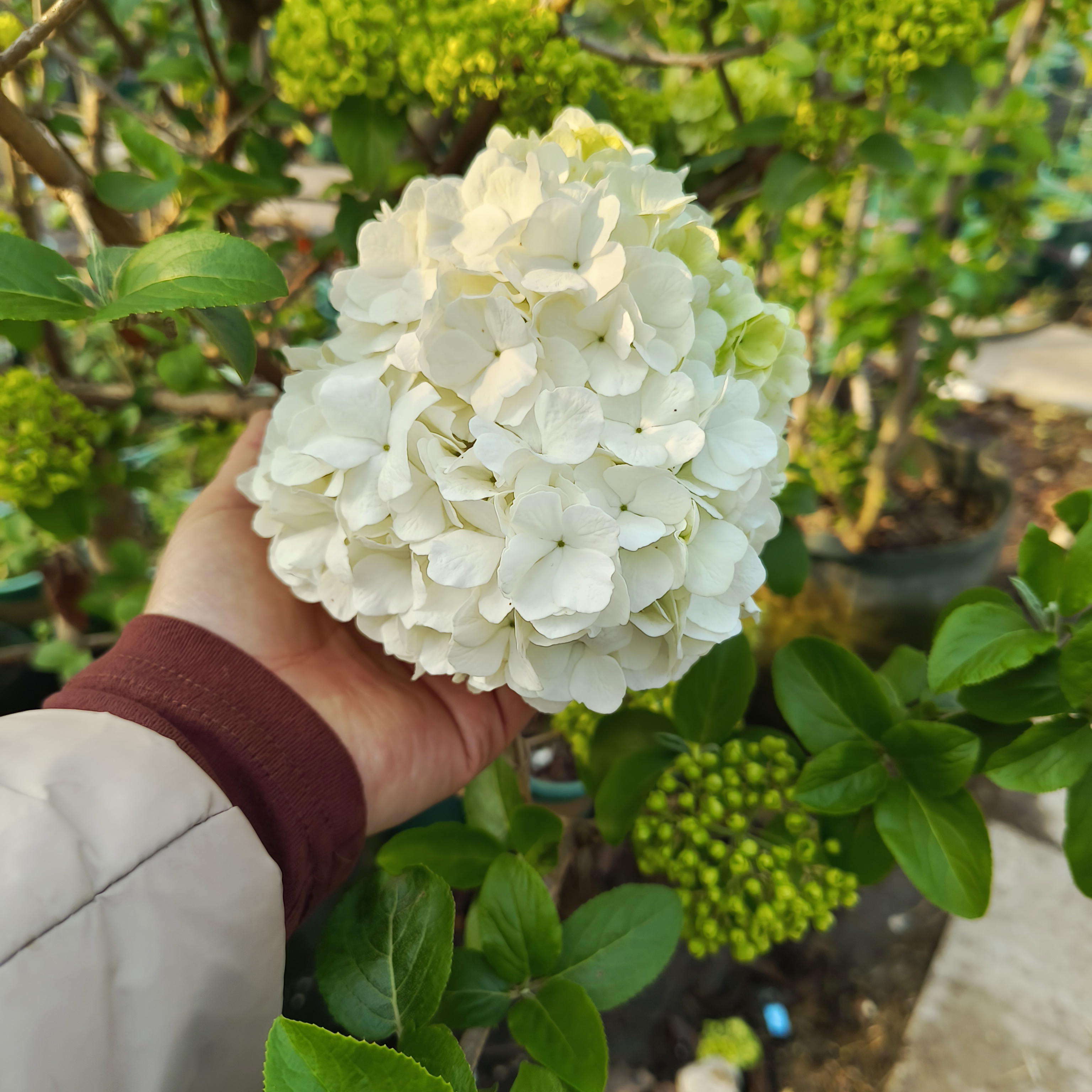 中华木绣球,大花斗球