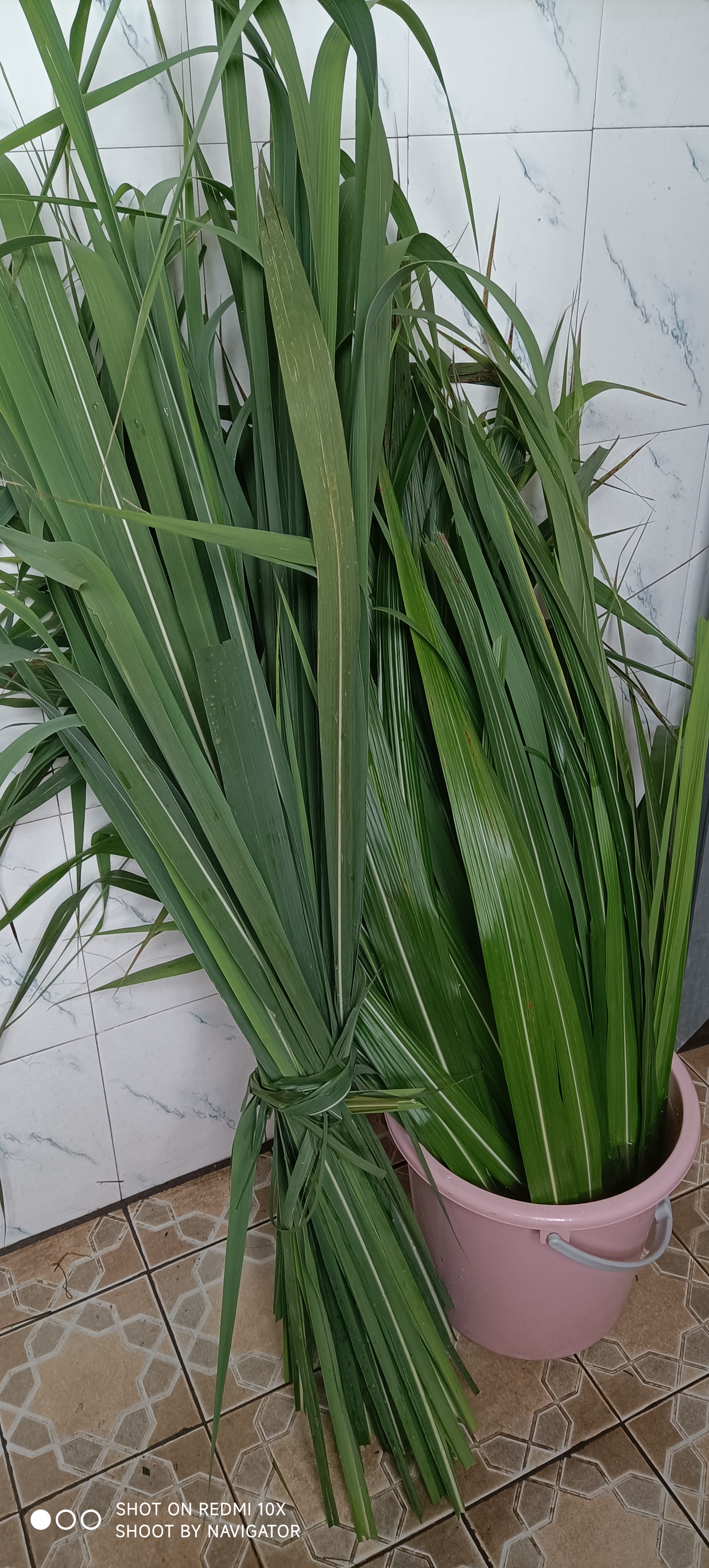 又到了吃粽子的时节,今年湖南澧县人用巴茅草包的粽子,香气四溢!