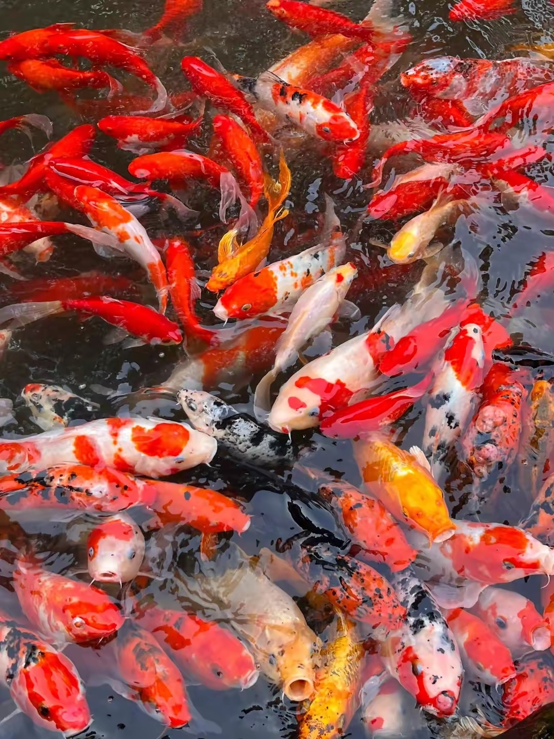 见者好运鱼生财,水镇宅. 有鱼有水,福至来