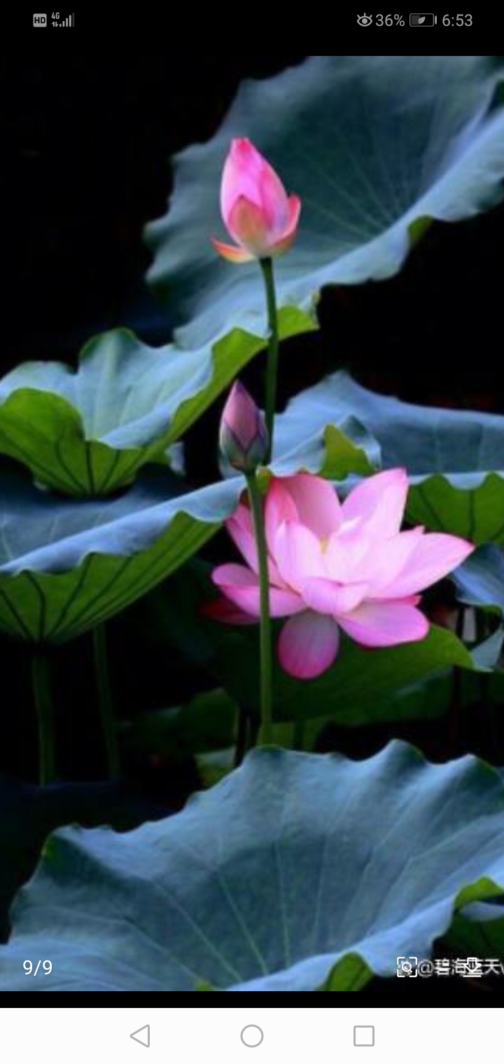 《蝶恋花》 一片朝阳花浥露,碧叶连天,人在花间住.