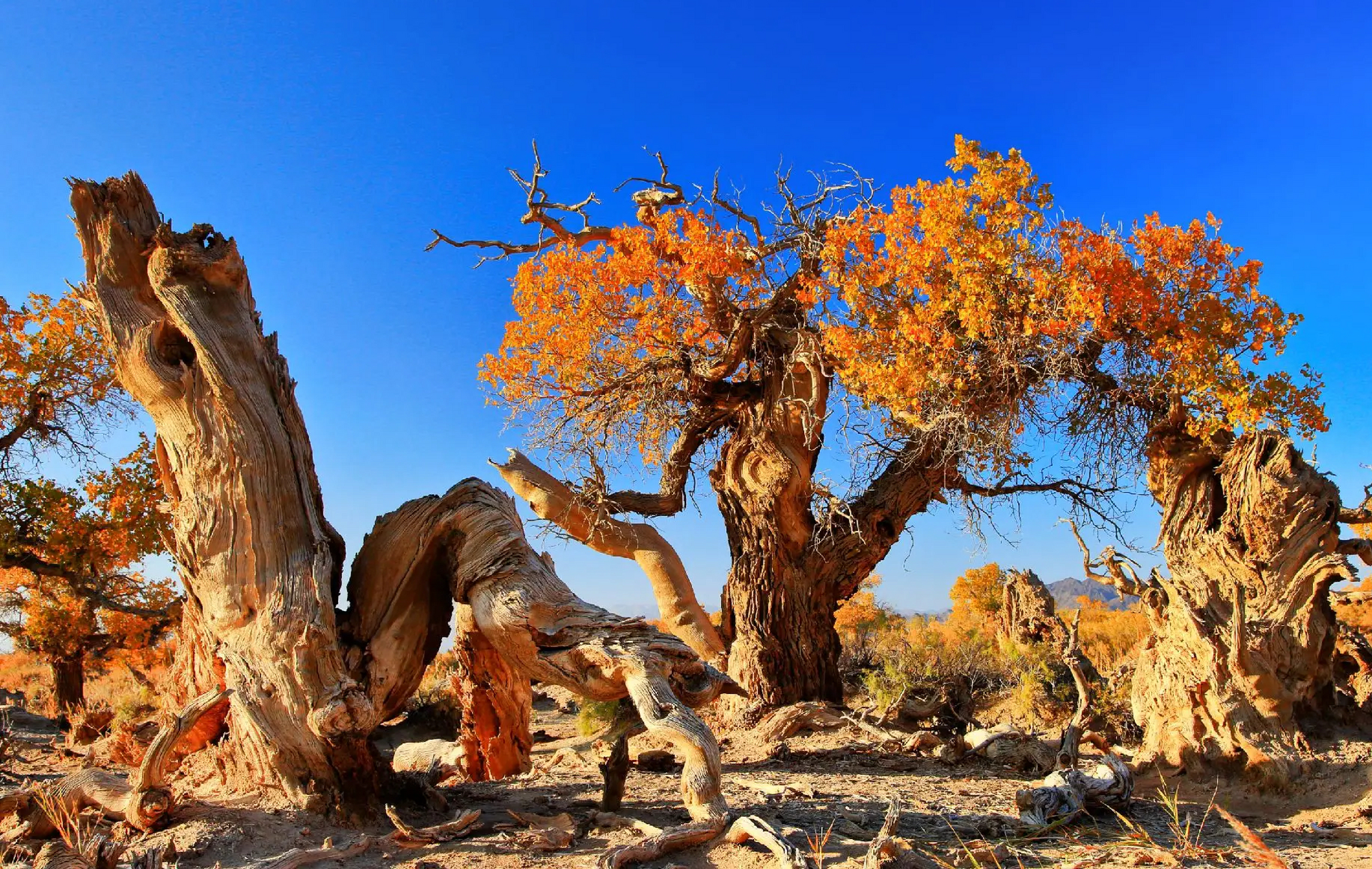 在荒芜的沙漠之舟上,一棵胡杨树屹立不倒.