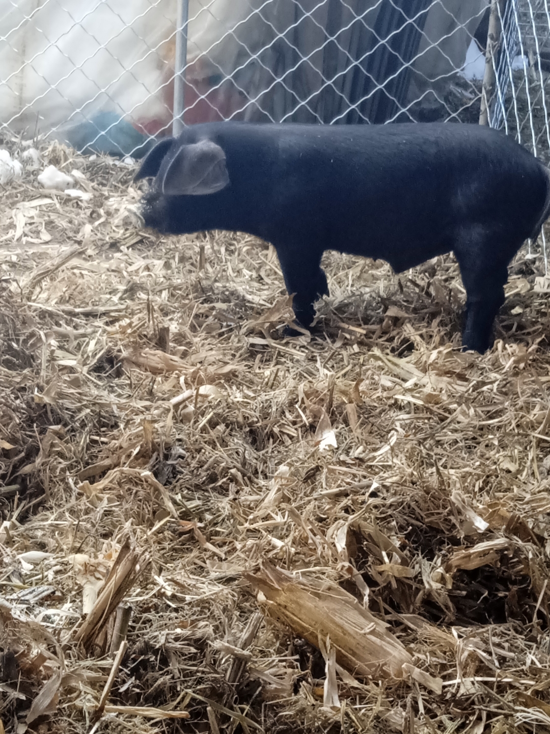 瞧这小黑猪,在干草堆里滚得真欢实! 懂猪的可以看看