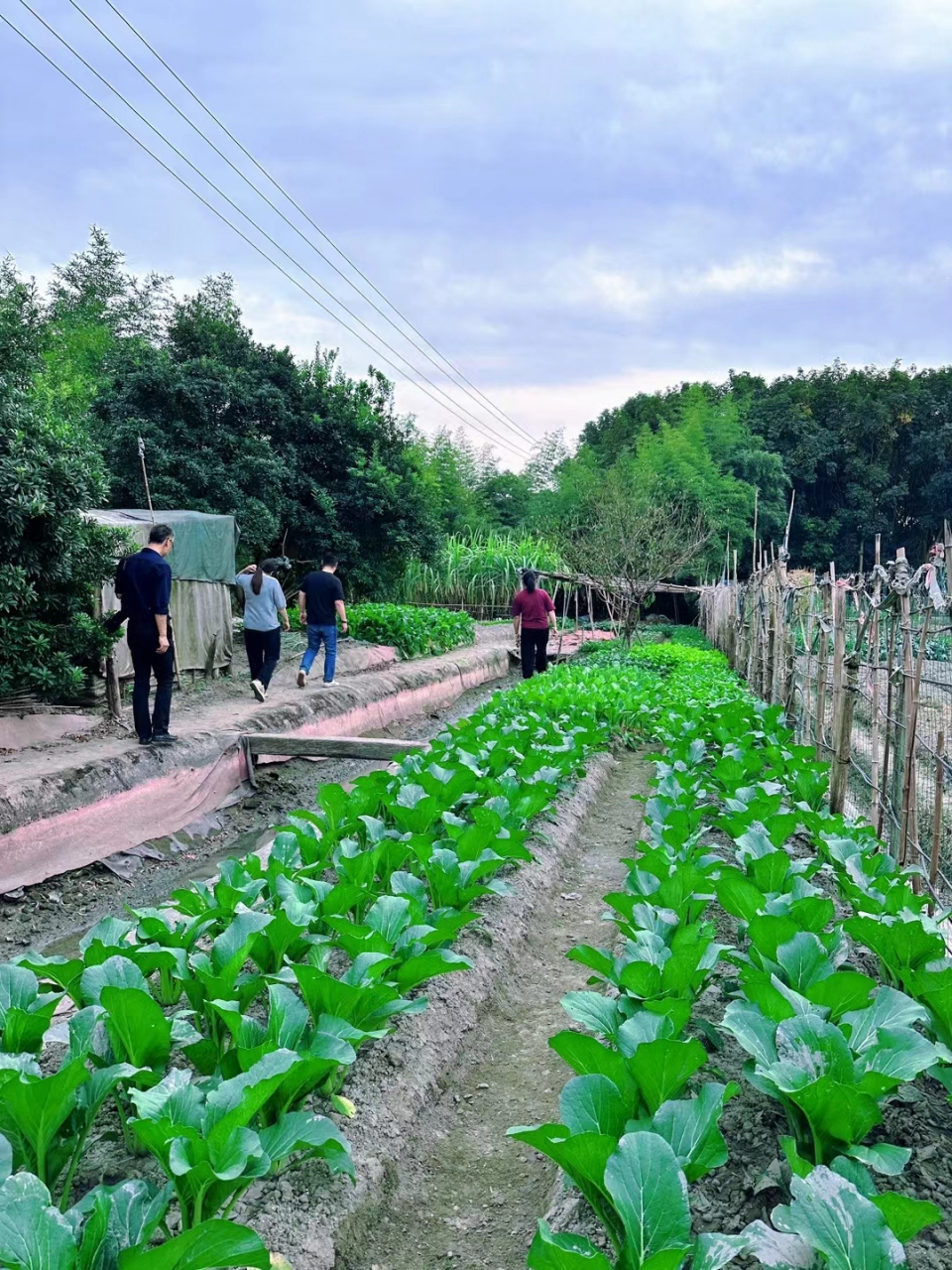 一亩地种啥挣钱(一亩地种什么效益高)