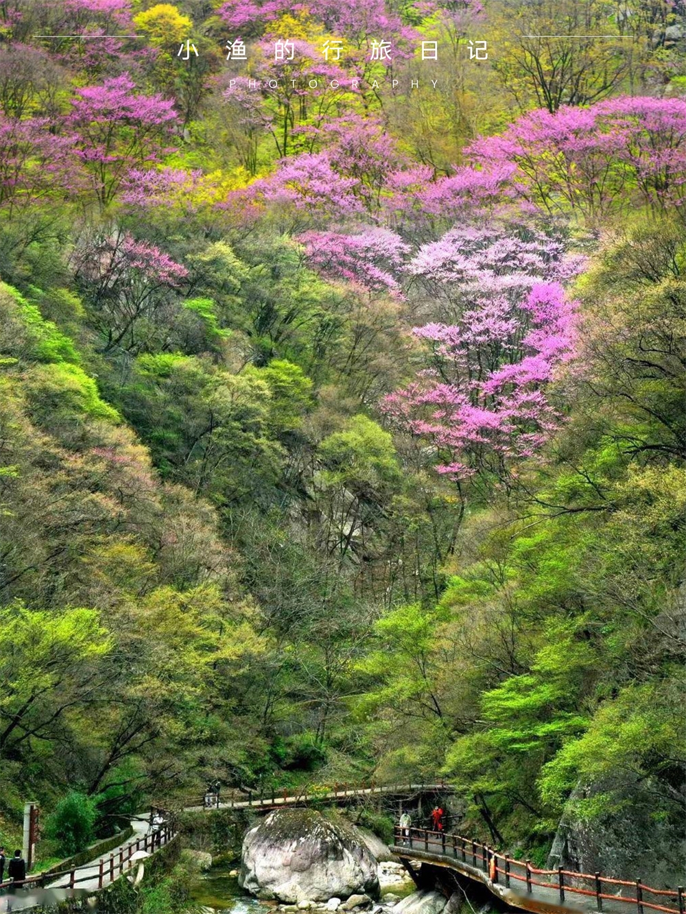 西安太平峪紫荆花图片