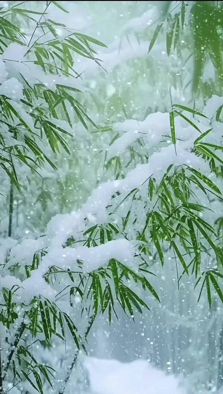 大雪压青竹图片图片