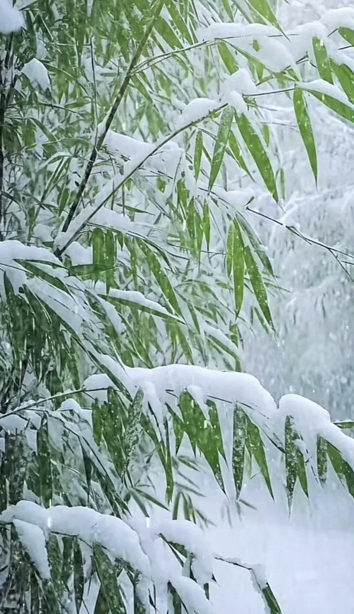 大雪压青竹图片图片