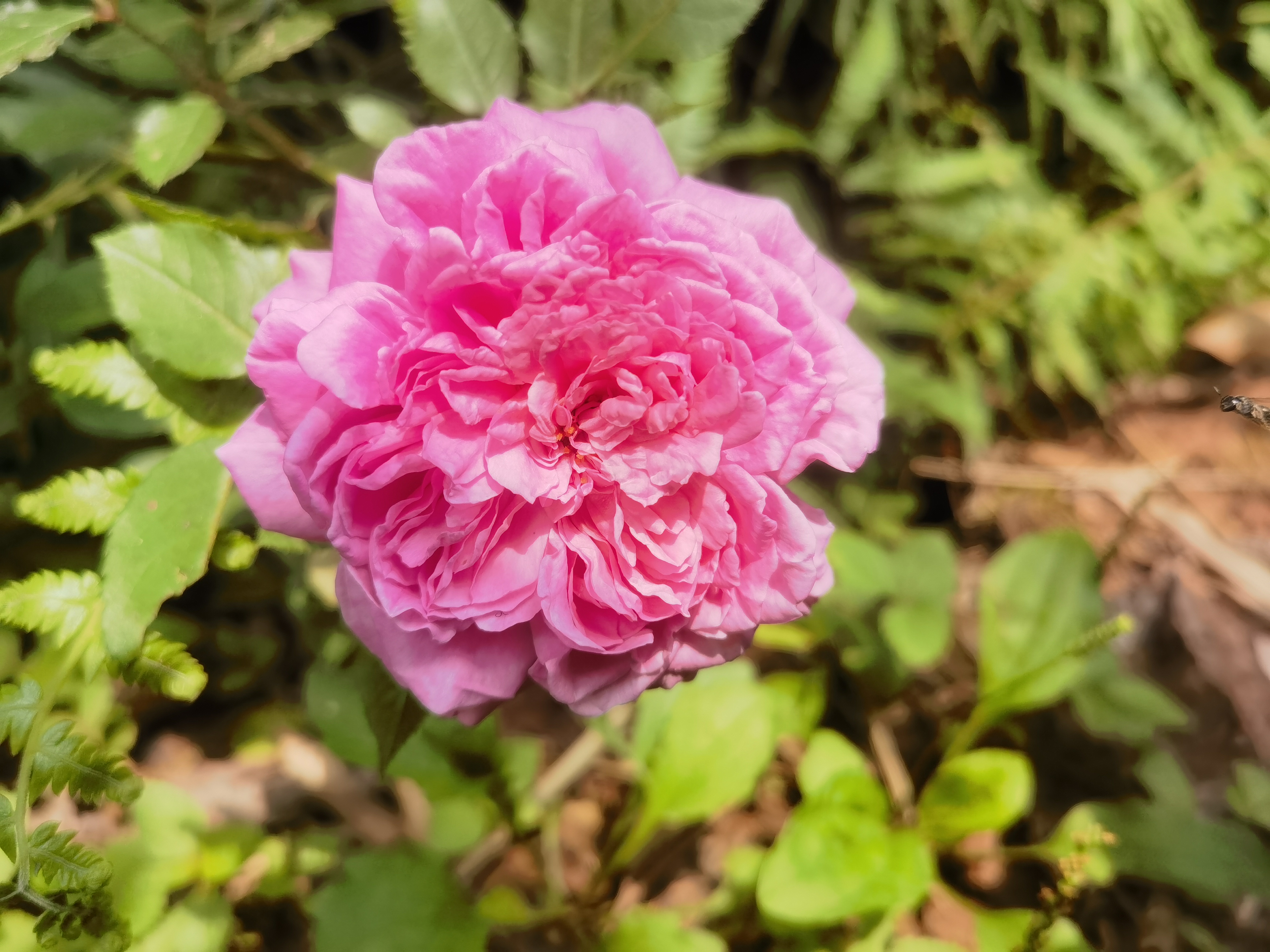 动态连更挑战# 前年在淘宝入手了一棵庞巴度玫瑰小苗.