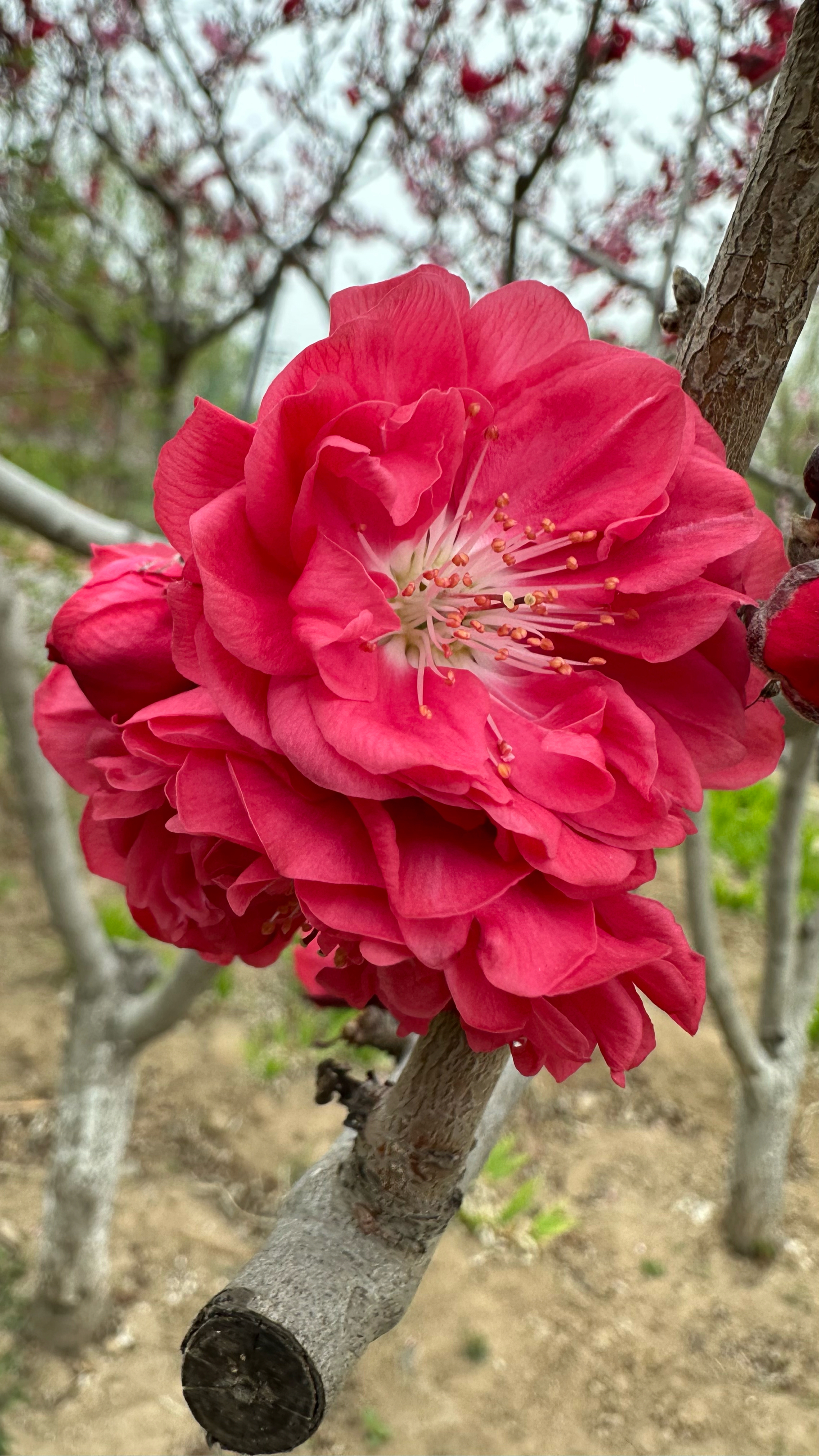 皇家海棠开花图片图片