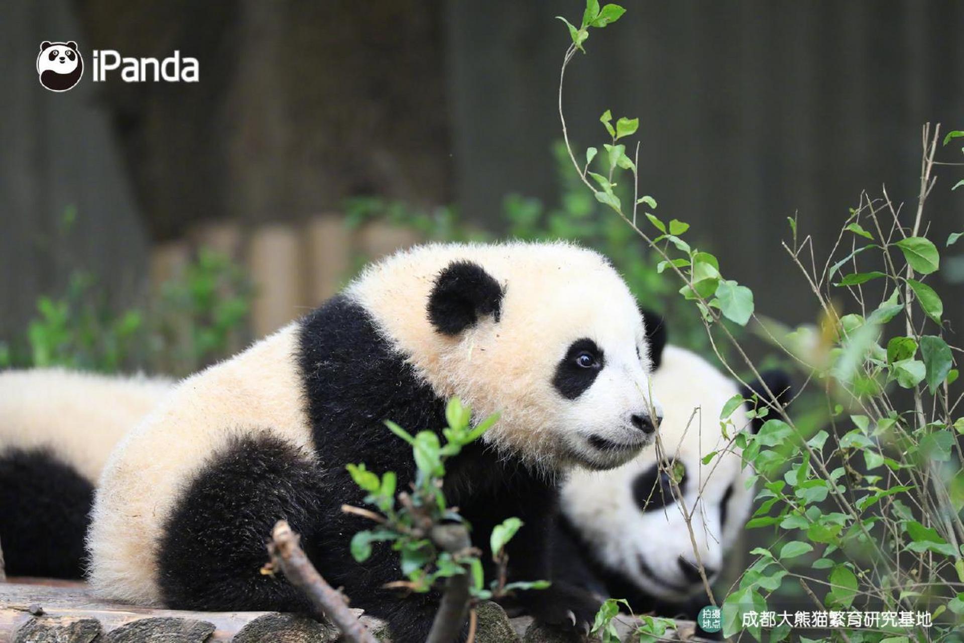 保护大熊猫 文:胡建云 憨憨可爱大熊猫, 川陕深山一国宝.