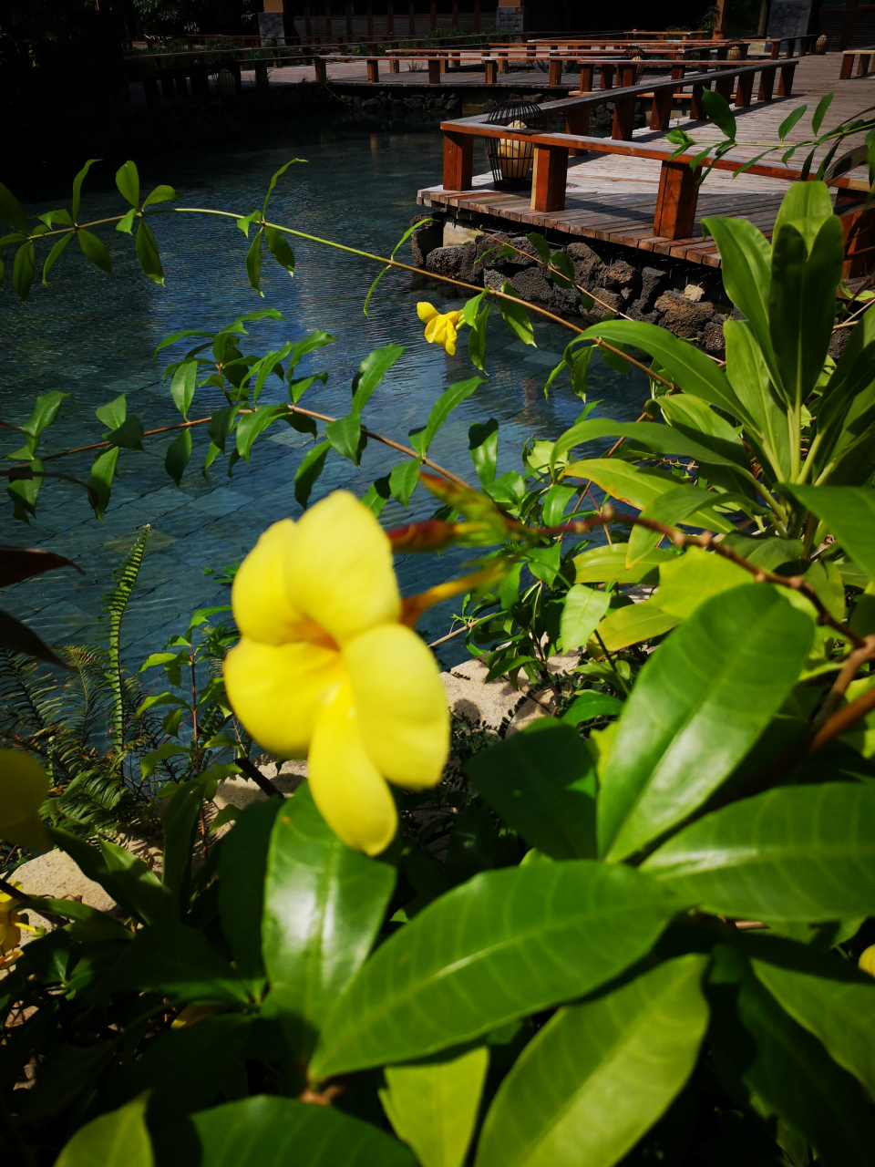 【男人花】 文字:胡建云 每日一花分享 紫枝挺拔托翠叶, 黄花无芯随风