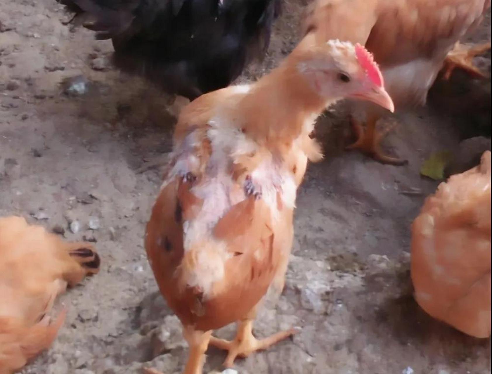 部分病菌会进入毛孔内,阻碍养分的运输,并出现发炎症状,造成鸡毛自然