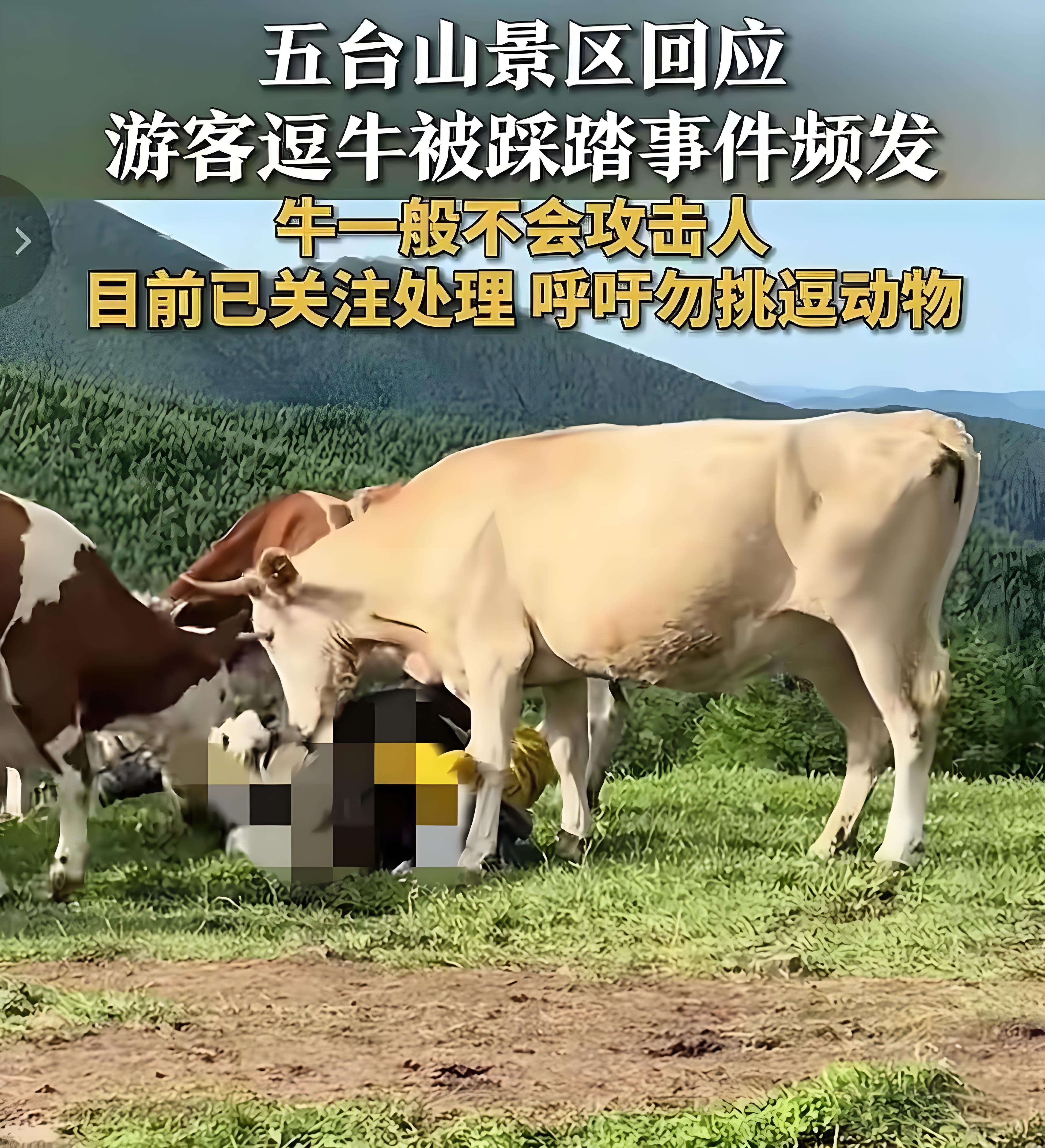游客逗牛反被牛群踩踏事件发生后,五台山风景名胜区