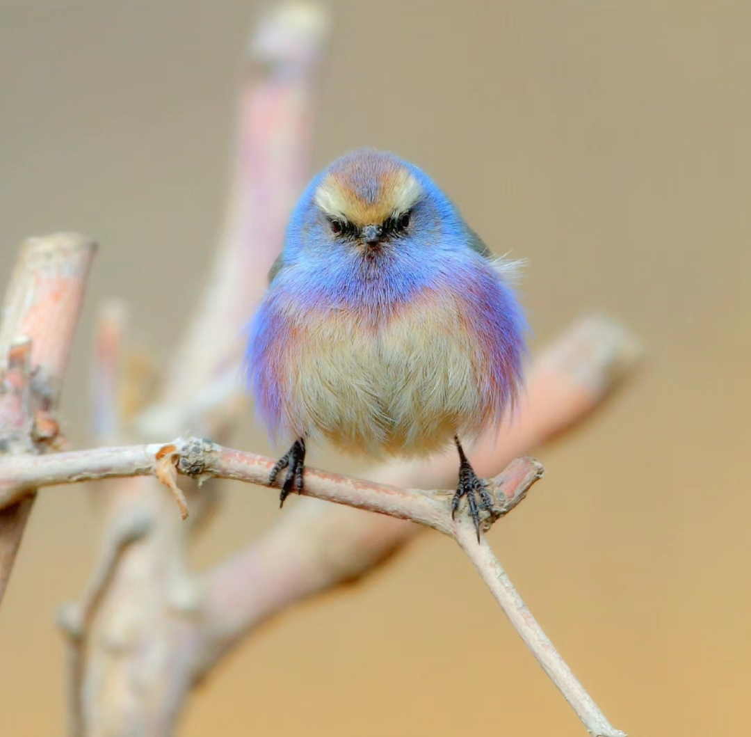 每天了解一种动物|花彩雀莺 中文名:花彩雀莺 拉丁学名:leptopoecile