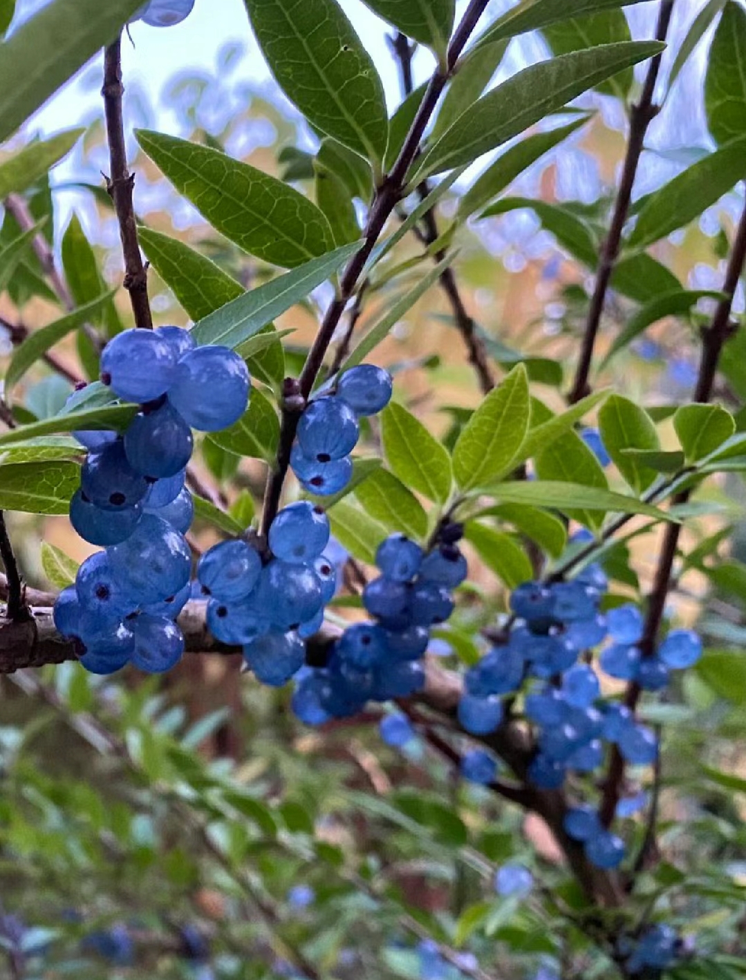 每日识花|这植物竟然长出了七彩宝石 身份  种:女贞叶忍冬lonicera li