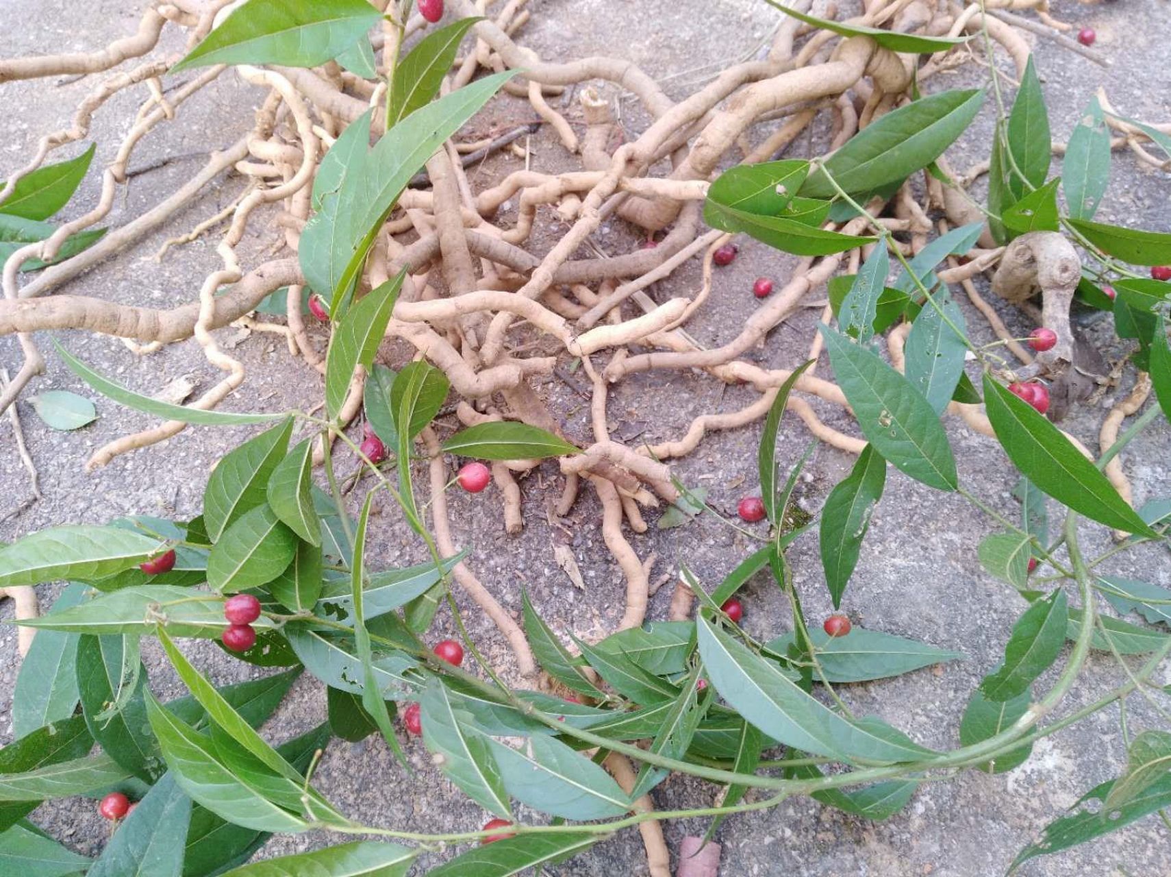 親們 大山裡的大師 那裡有鑽石風(鐵牛鑽石)採挖