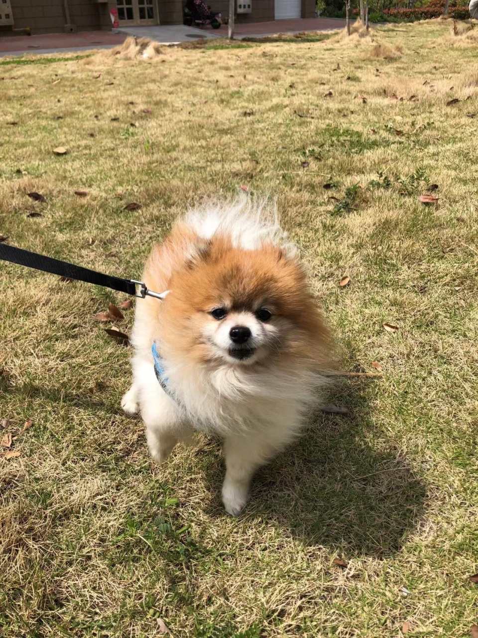 我的狗狗,可爱乖巧的花博美,花花,离开我已经超过100小时了.