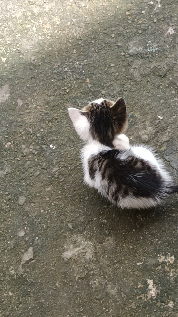 《某某》的望仔(猫)或团长(猫)是它吗?