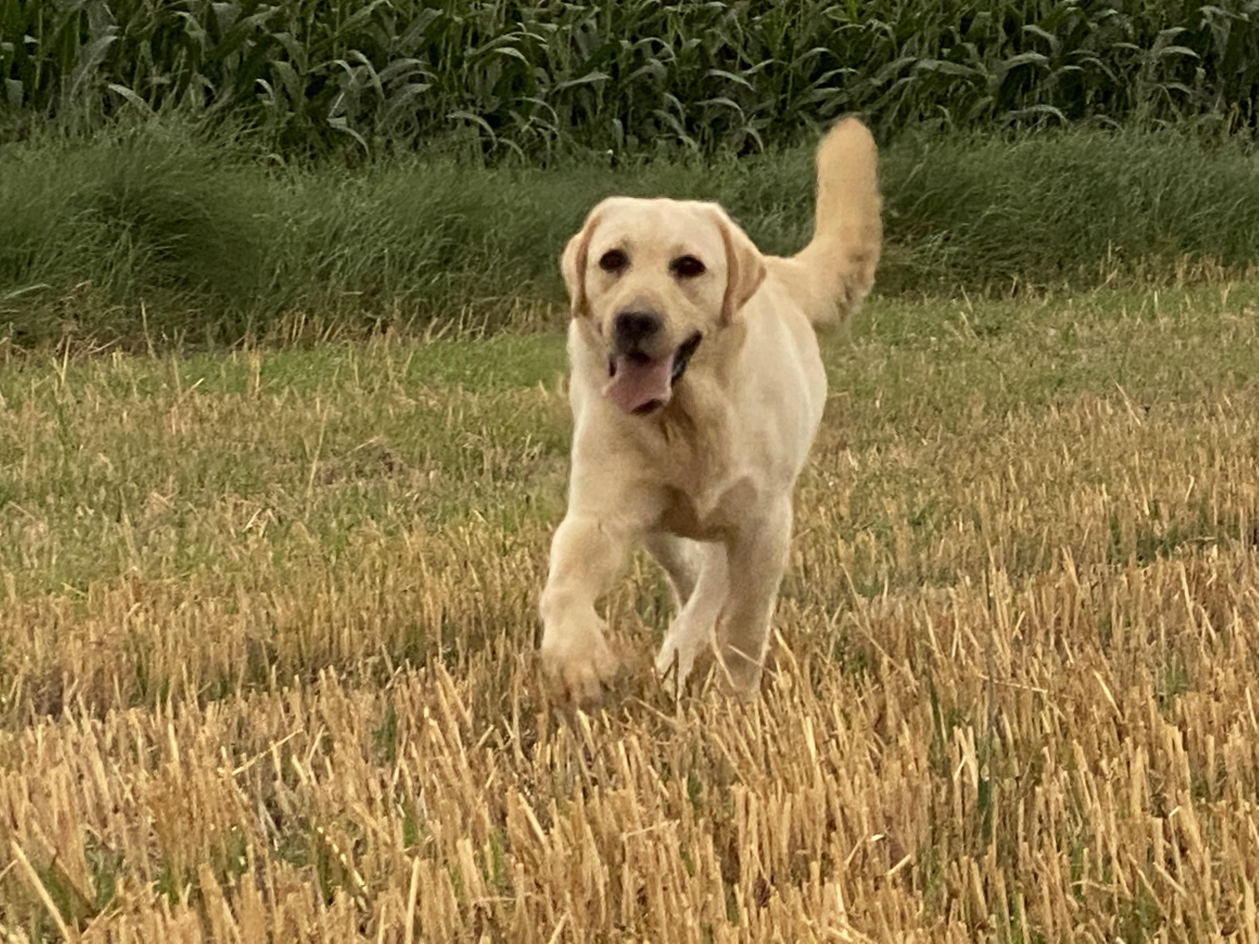 甘肃本地犬种图片