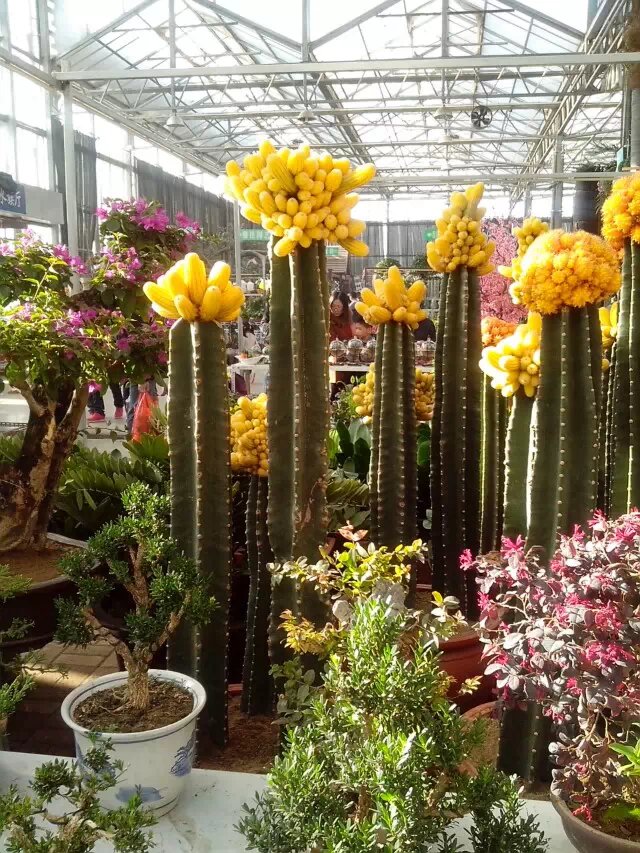天津梨园花卉市场