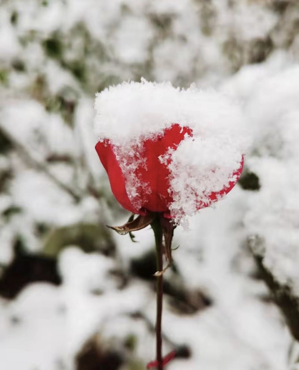 皑皑白雪一点红图片