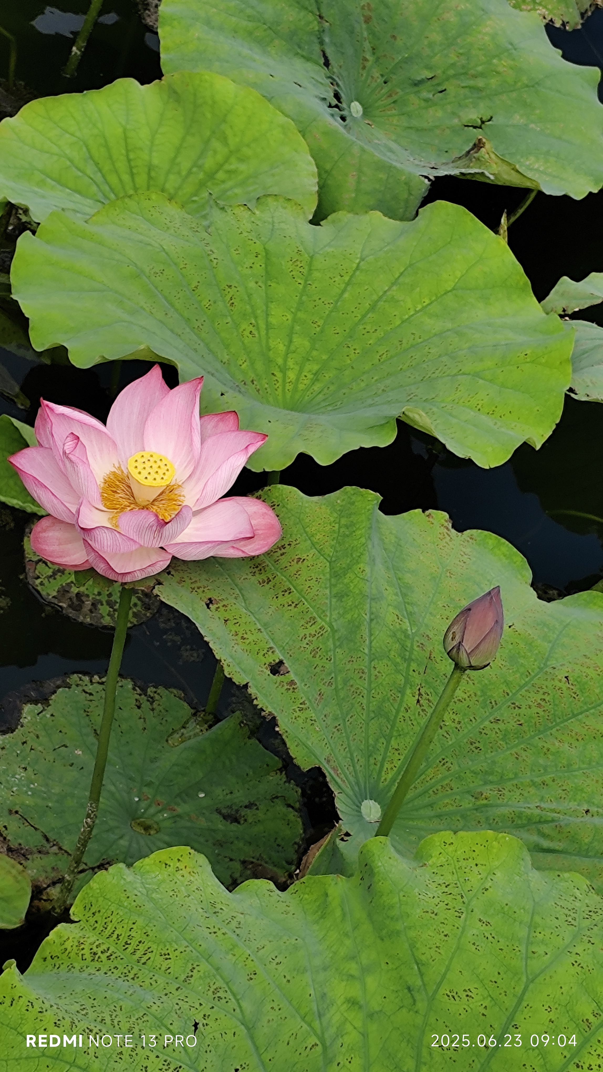 清平乐.莲说 (词林正韵.李白体)