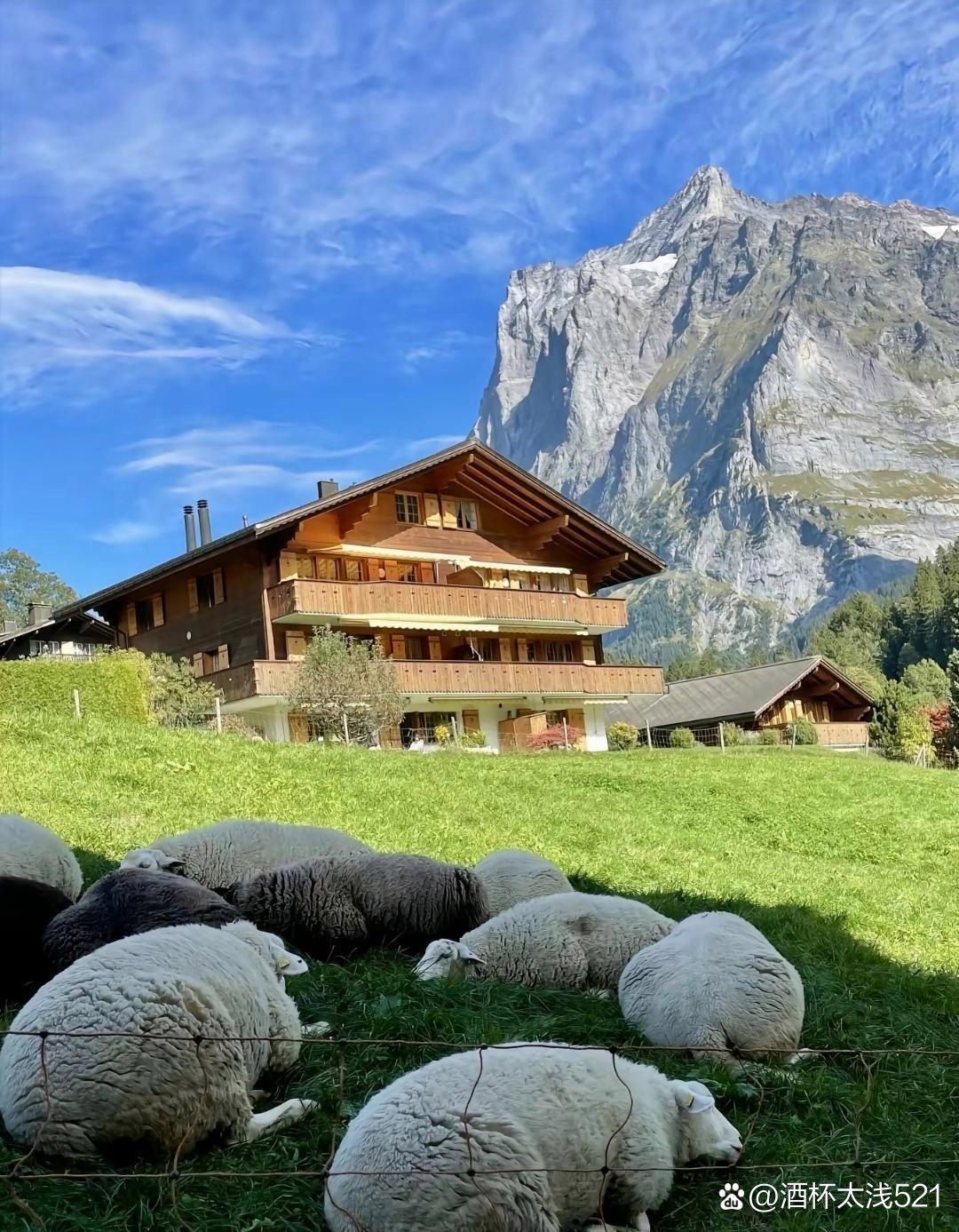 瑞士田园风光,牧羊群与木屋相映成趣,远处雪山连绵,心旷神怡.