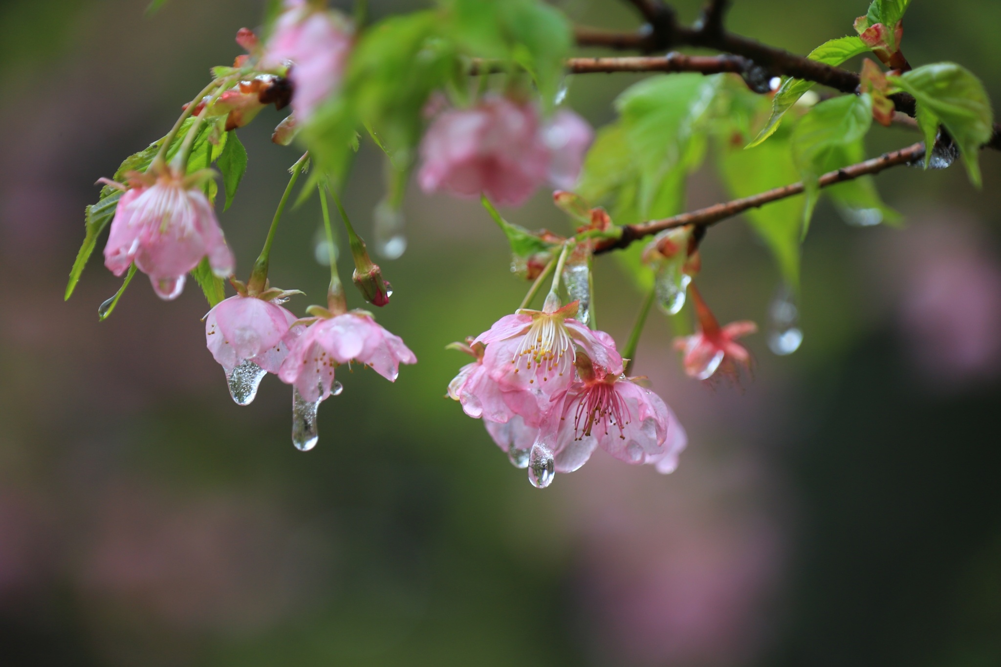 雨后樱花精美图片图片