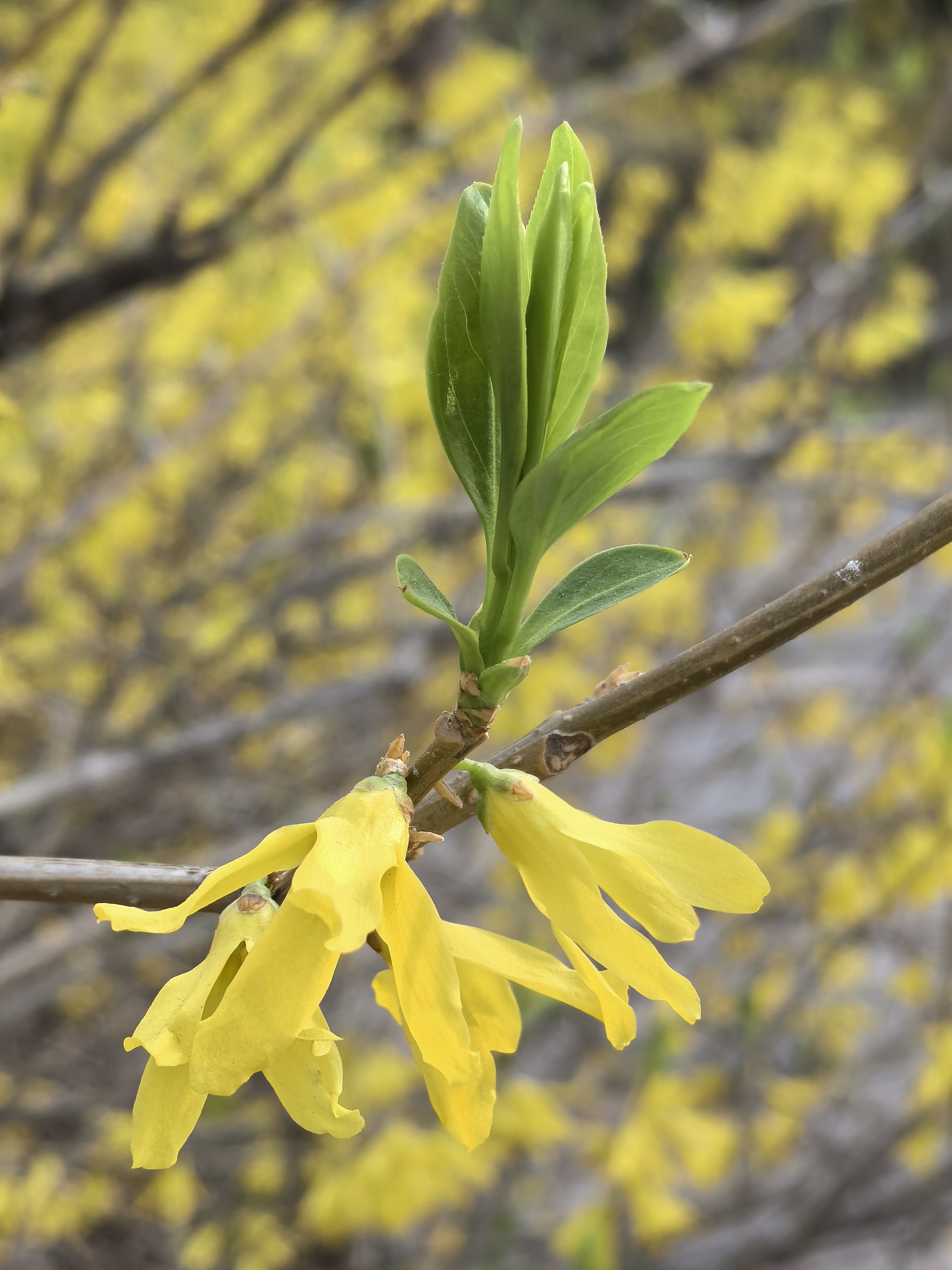 大自然一派生机盎然,处处是欣欣向荣的景象.