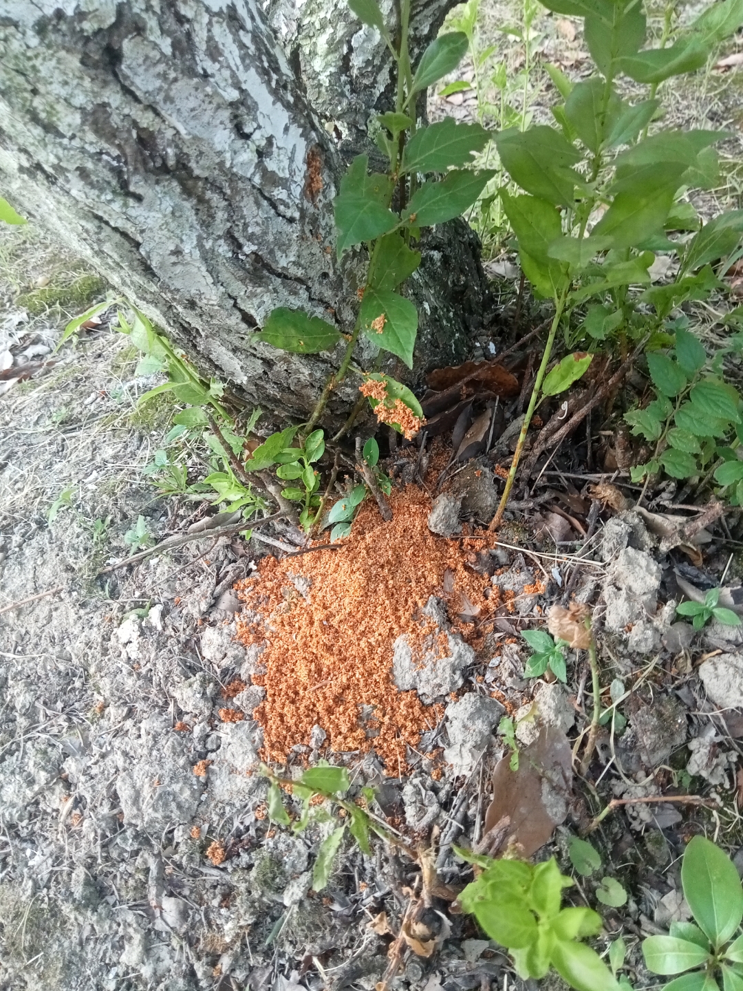 老母虫弄出来的锯蒙面(贵话)