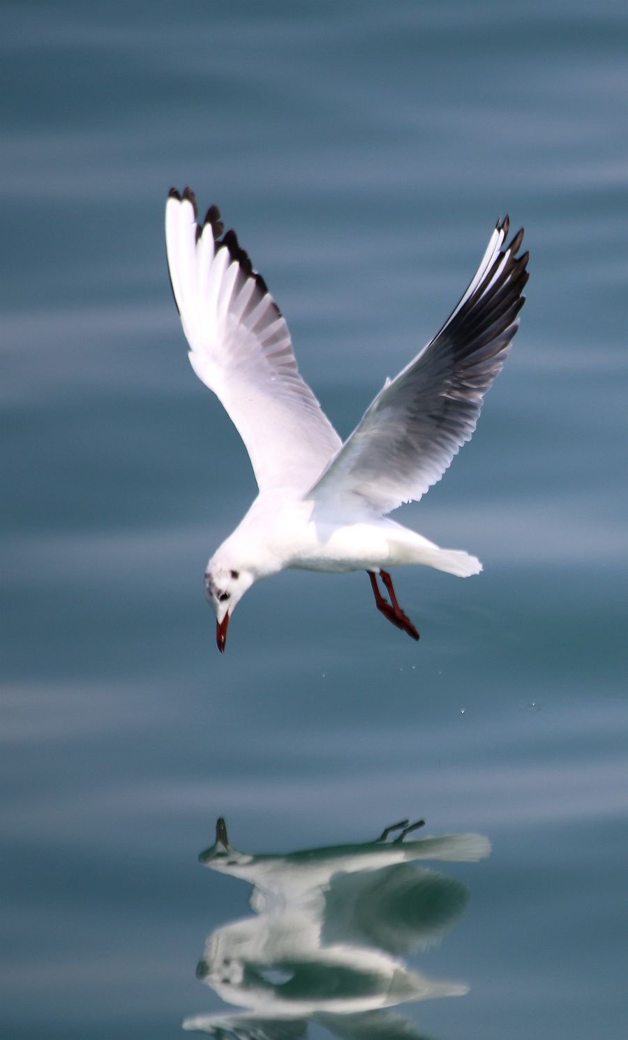答:海鸥 析:海鸥主要以鱼,虾,蟹,贝类为食,喜欢围着渔船或在海港煽照